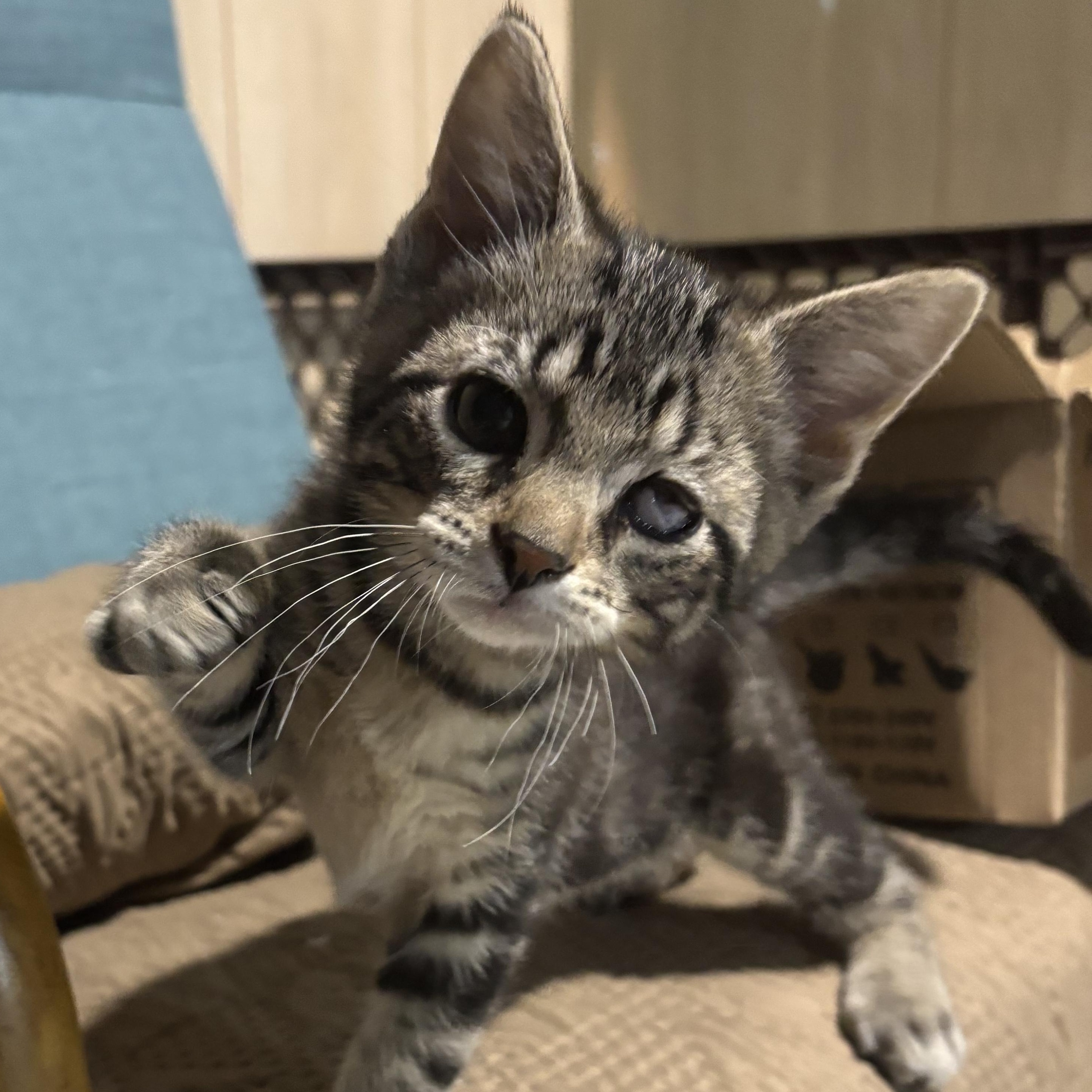 Enlarge Parmesan, a ADOPTABLE Domestic Short Hair in Joliet, IL image 5/5