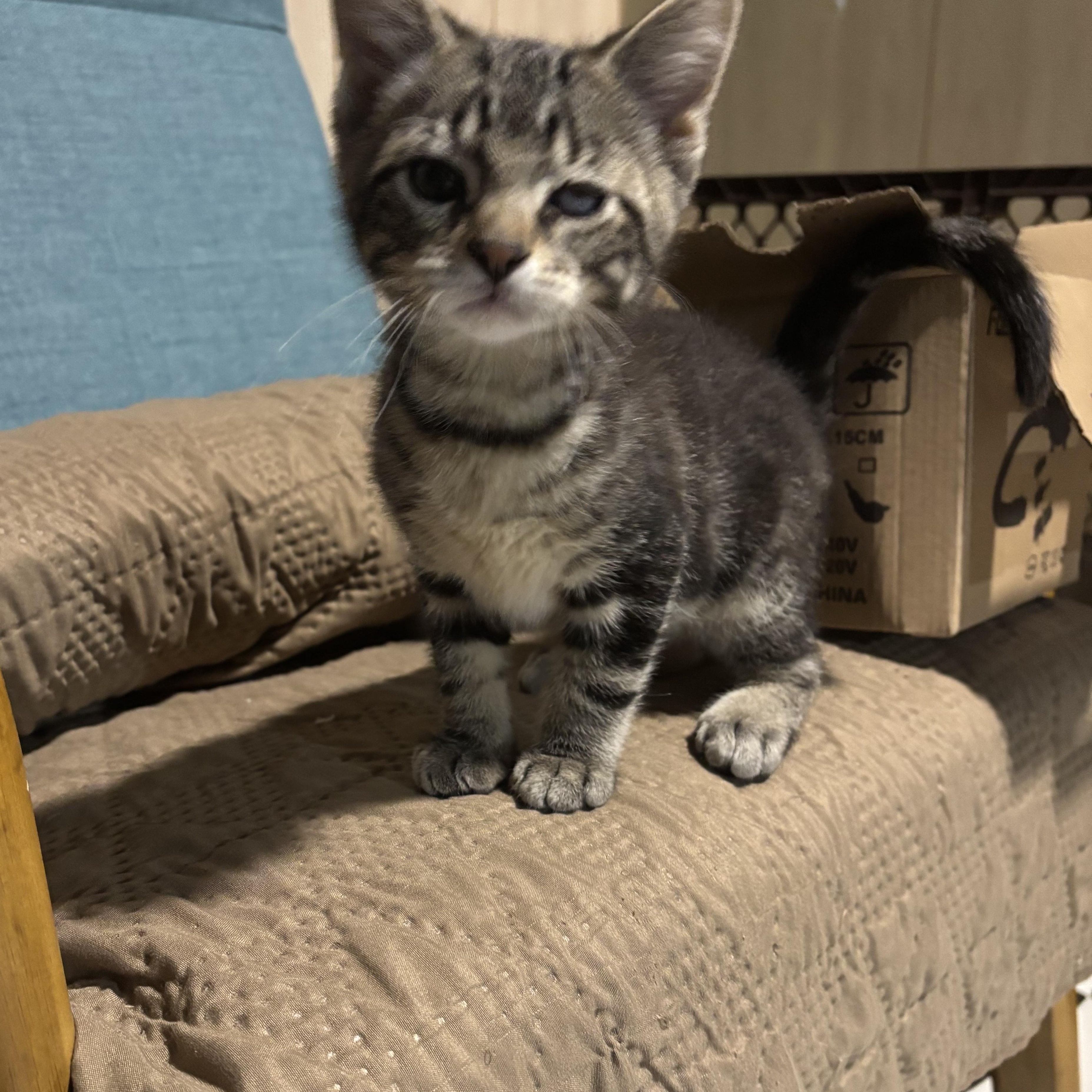 Enlarge Parmesan, a ADOPTABLE Domestic Short Hair in Joliet, IL image 3/5
