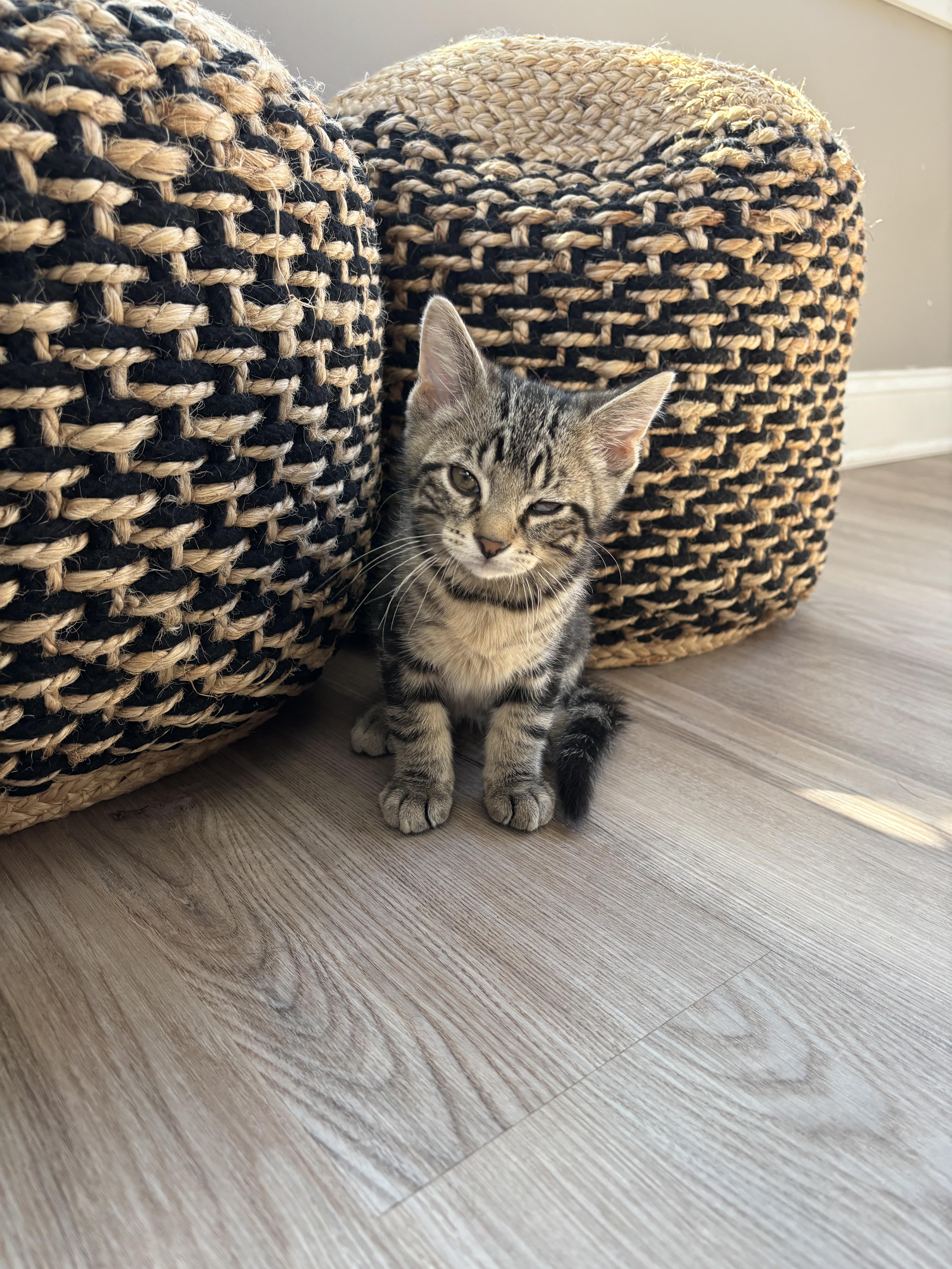 Enlarge Parmesan, a ADOPTABLE Domestic Short Hair in Joliet, IL image 2/5
