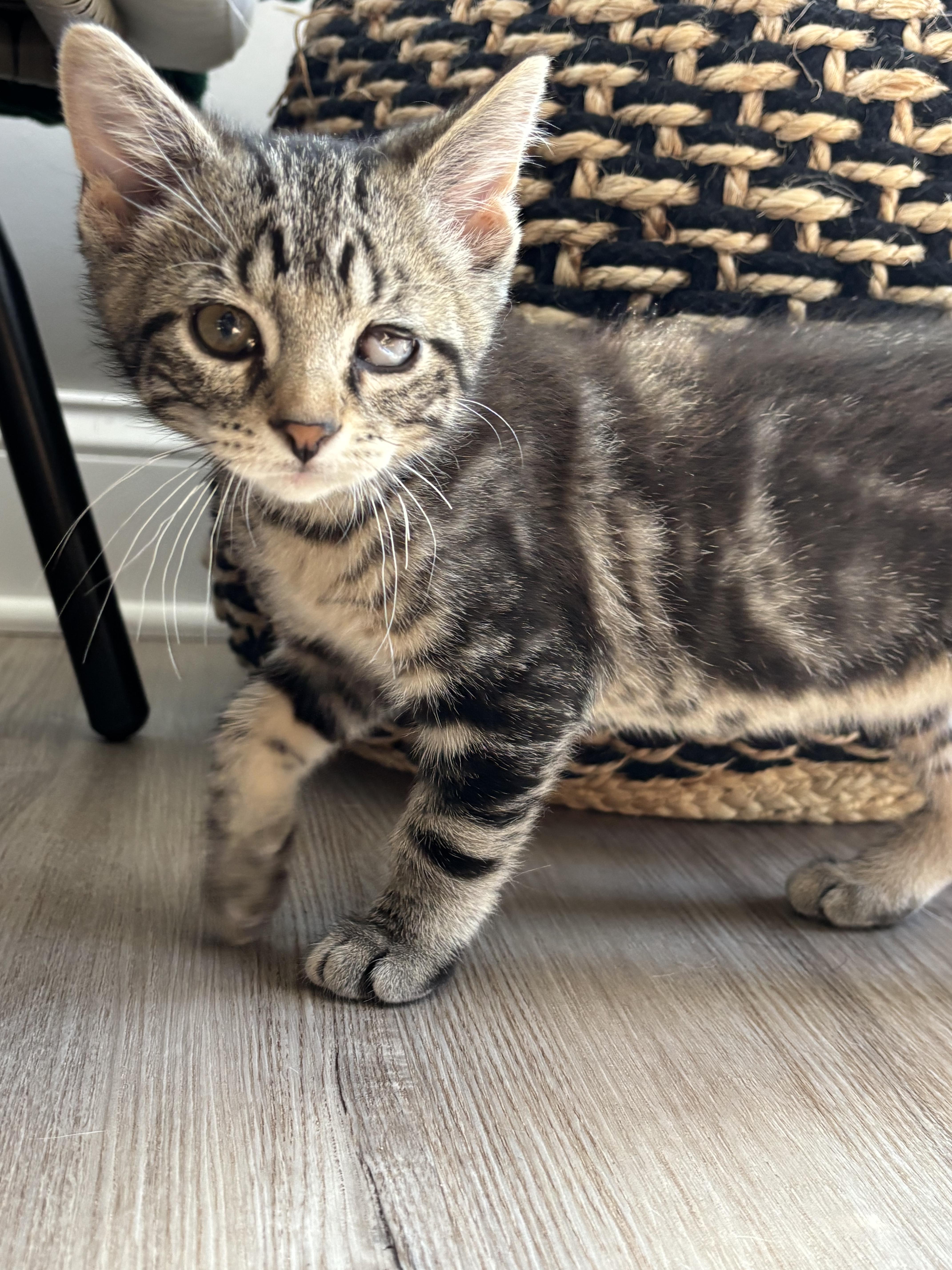 Parmesan, ADOPTABLE, Kitten Male Domestic Short Hair.