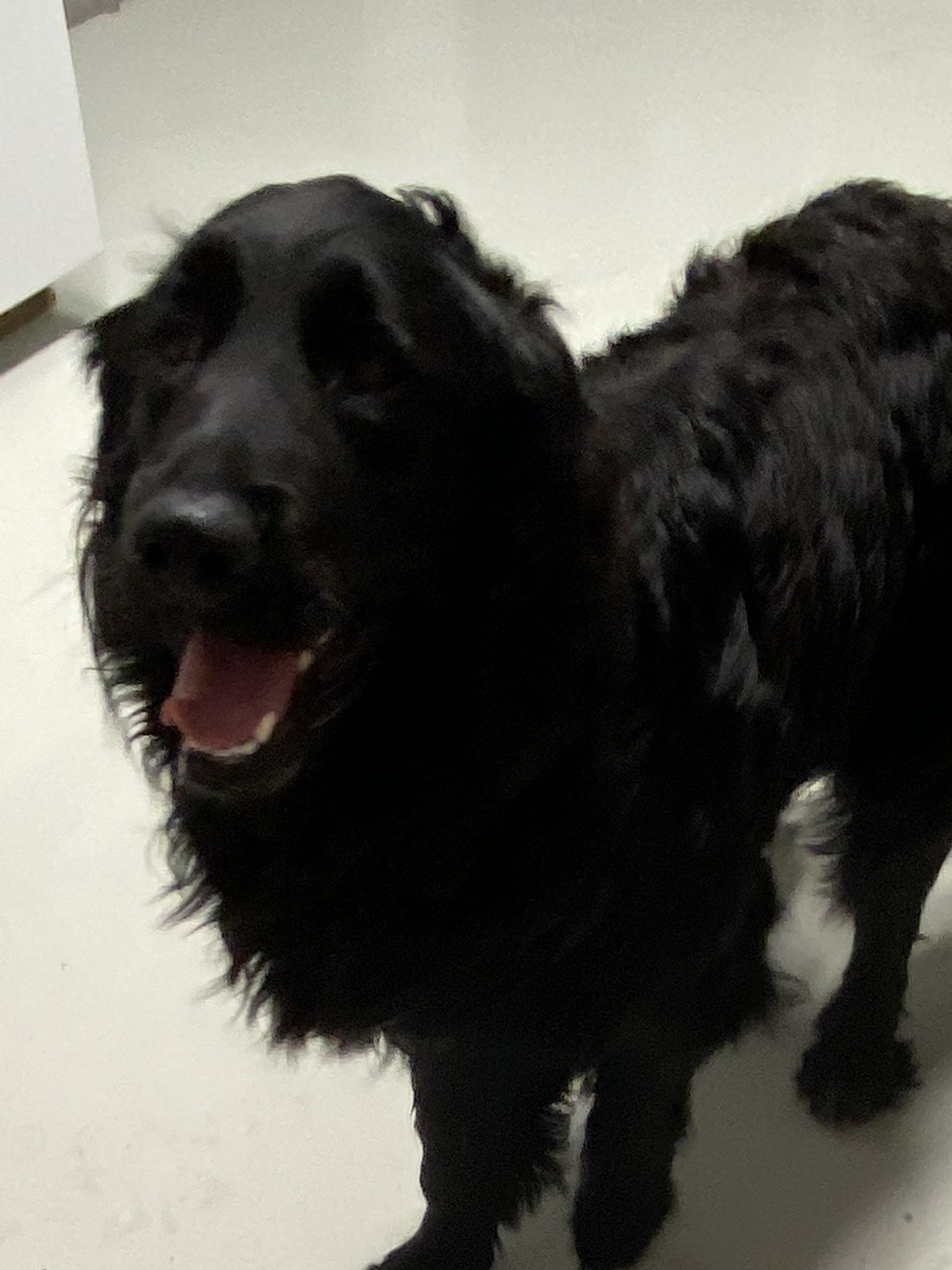 Enlarge Milo, an adopted mixed breed in Stormville, NY image 3/6