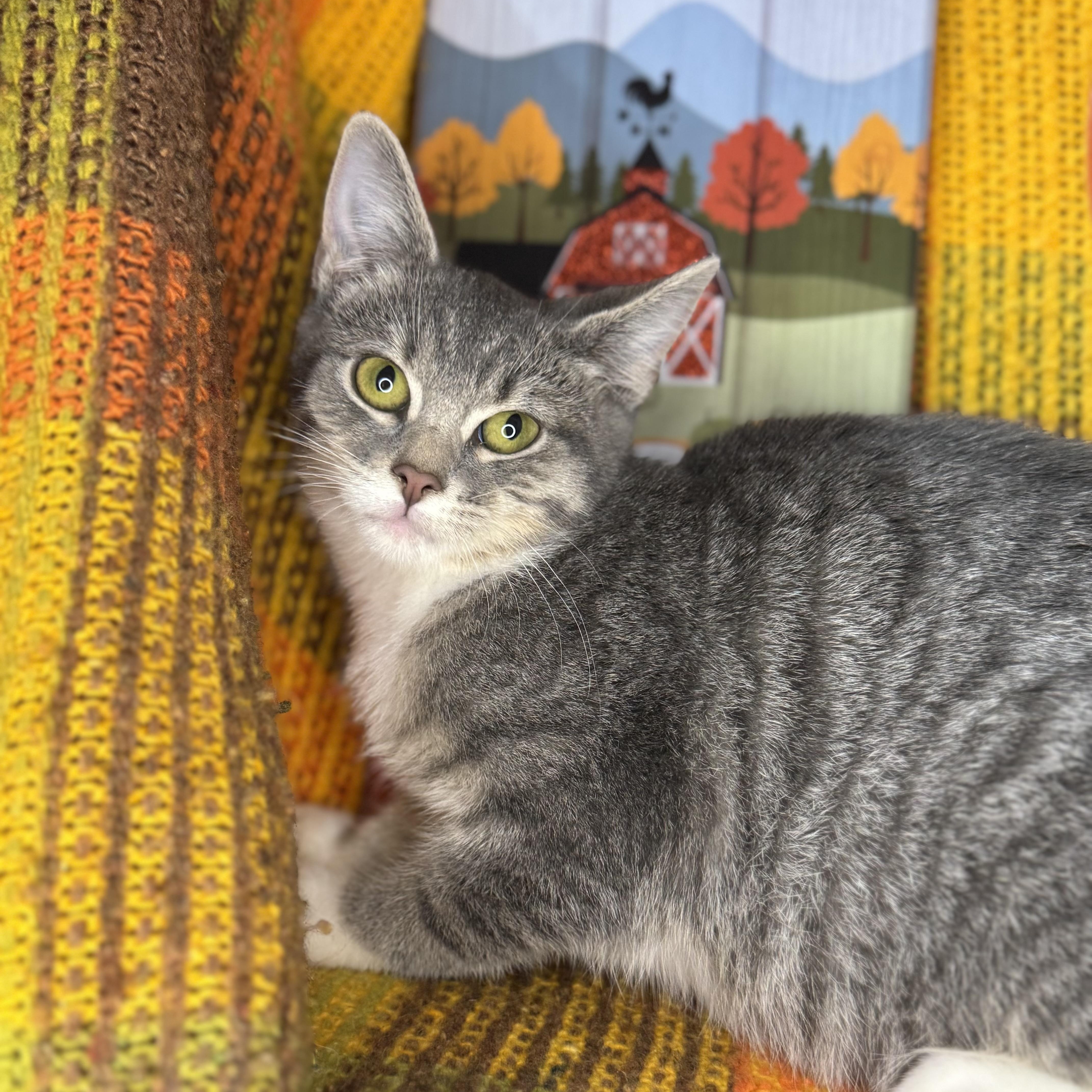 Enlarge Aster, a Adoptable mixed breed in Mount Vernon, IL image 6/6