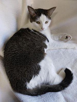 Lucky Girl, Adoptable, Adult Female Domestic Long Hair.