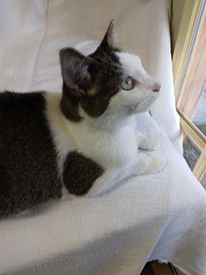 Enlarge Lucky Girl, a Adoptable Domestic Long Hair in Macedonia, OH image 2/3