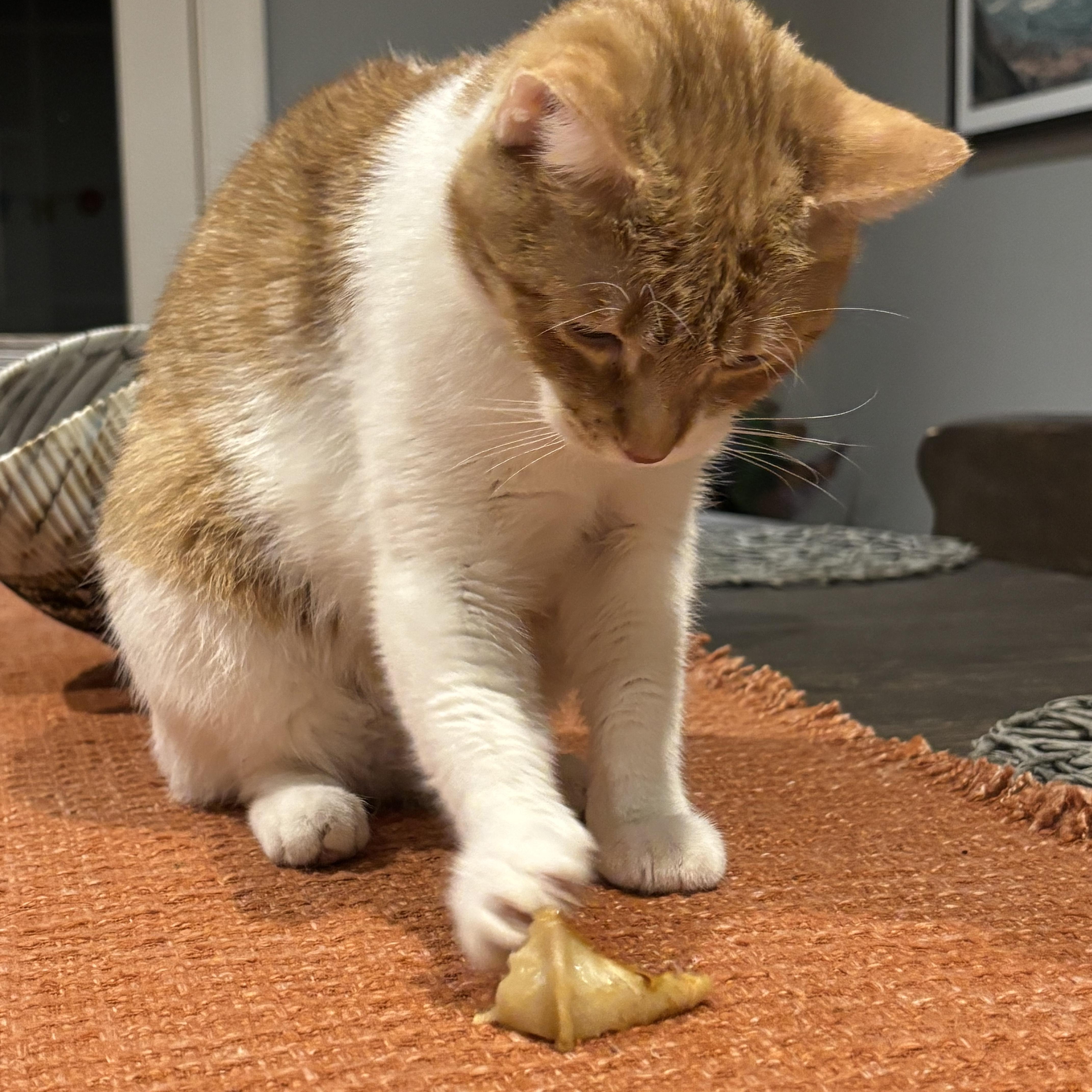 Enlarge Leena, an adoptable Domestic Short Hair in Ridgefield, CT image 4/5