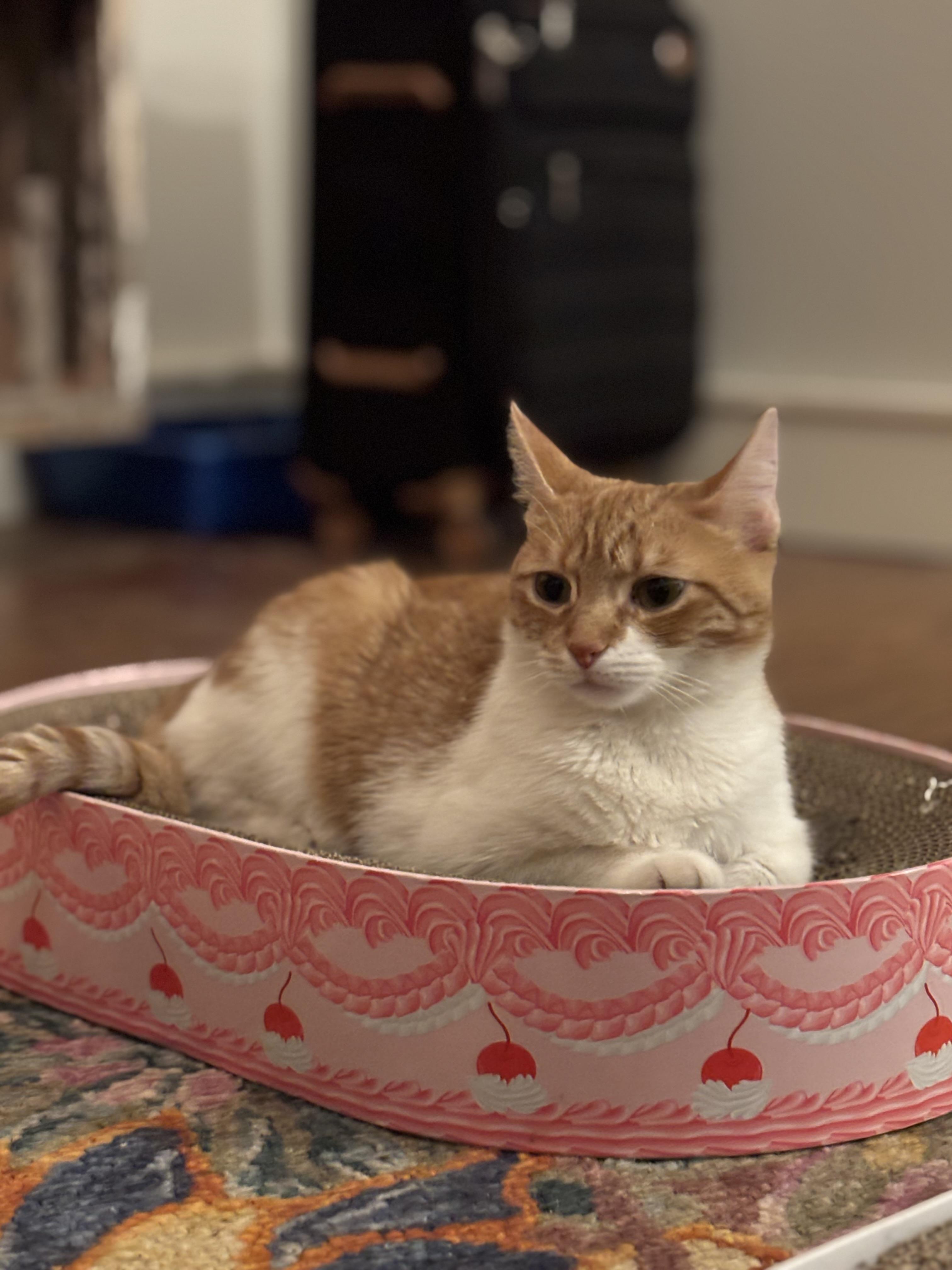 Enlarge Leena, an adoptable Domestic Short Hair in Ridgefield, CT image 3/5