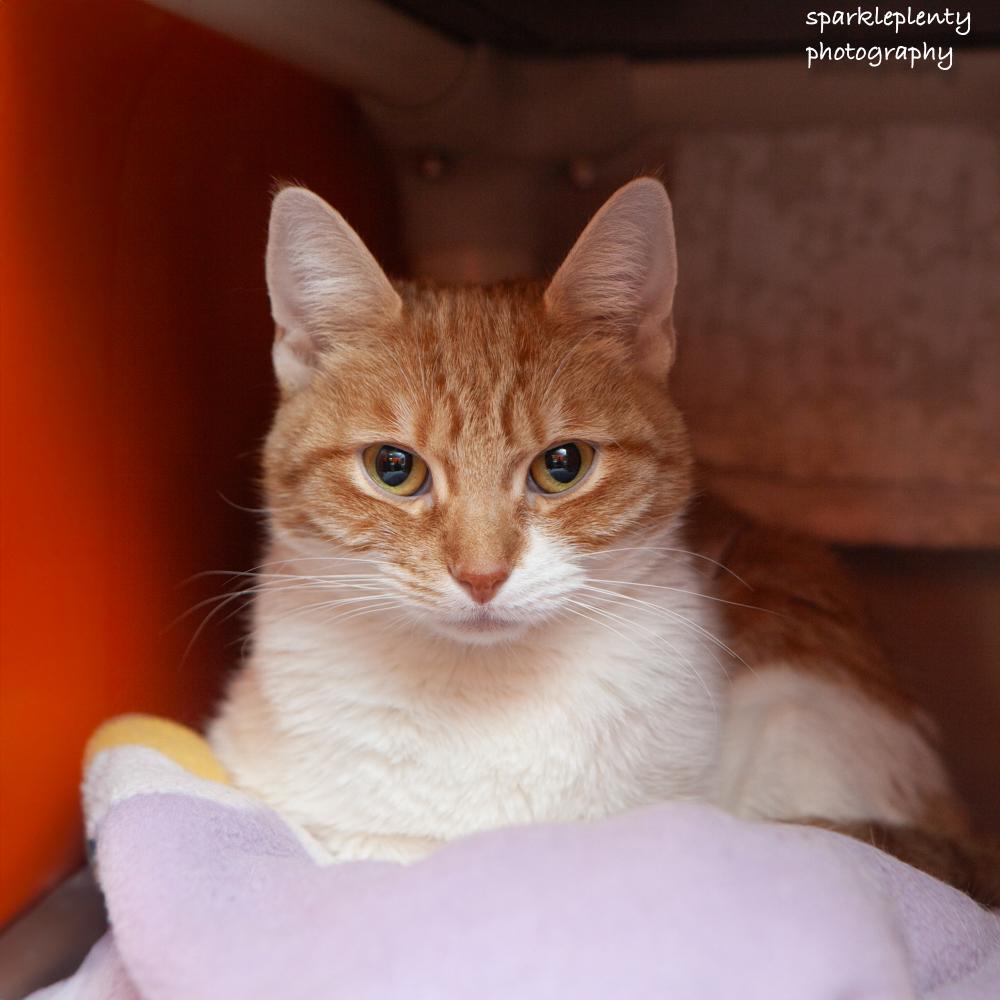 Enlarge Leena, an adoptable Domestic Short Hair in Ridgefield, CT image 2/5
