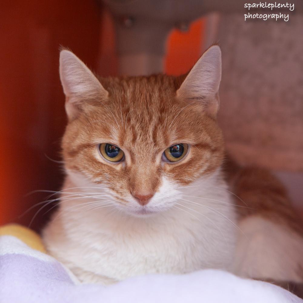 Leena, adoptable, Adult Female Domestic Short Hair.