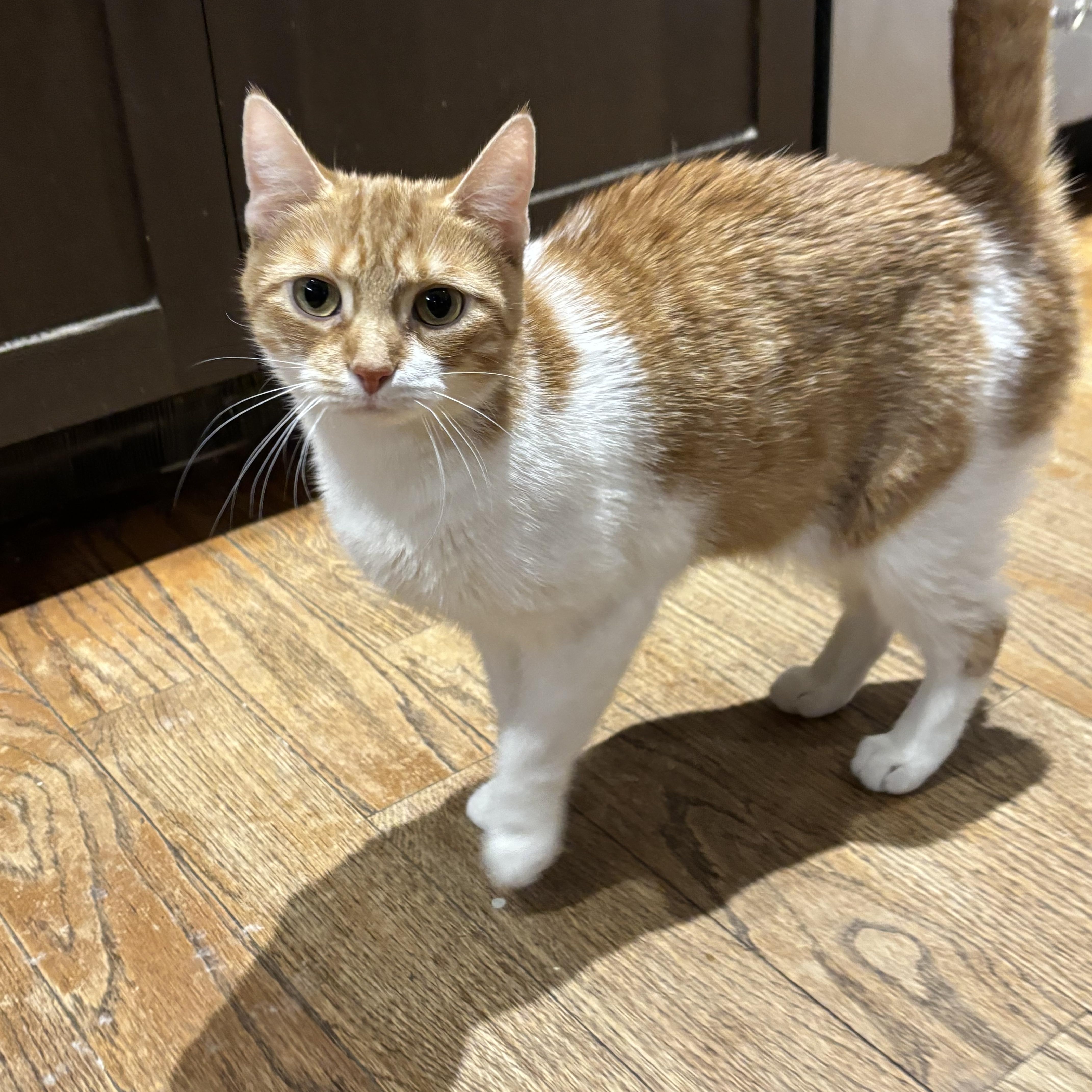 Enlarge Leena, an adoptable Domestic Short Hair in Ridgefield, CT image 5/5