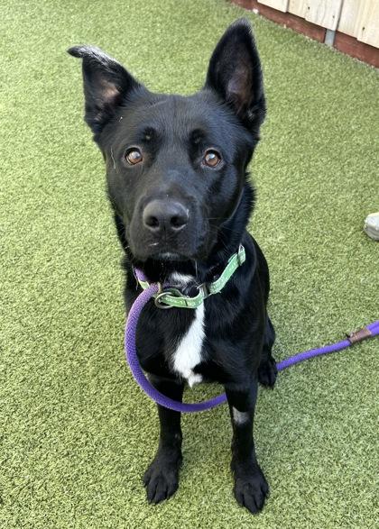 Kopi, Adoptable, Adult Male Shepherd & Mixed Breed.