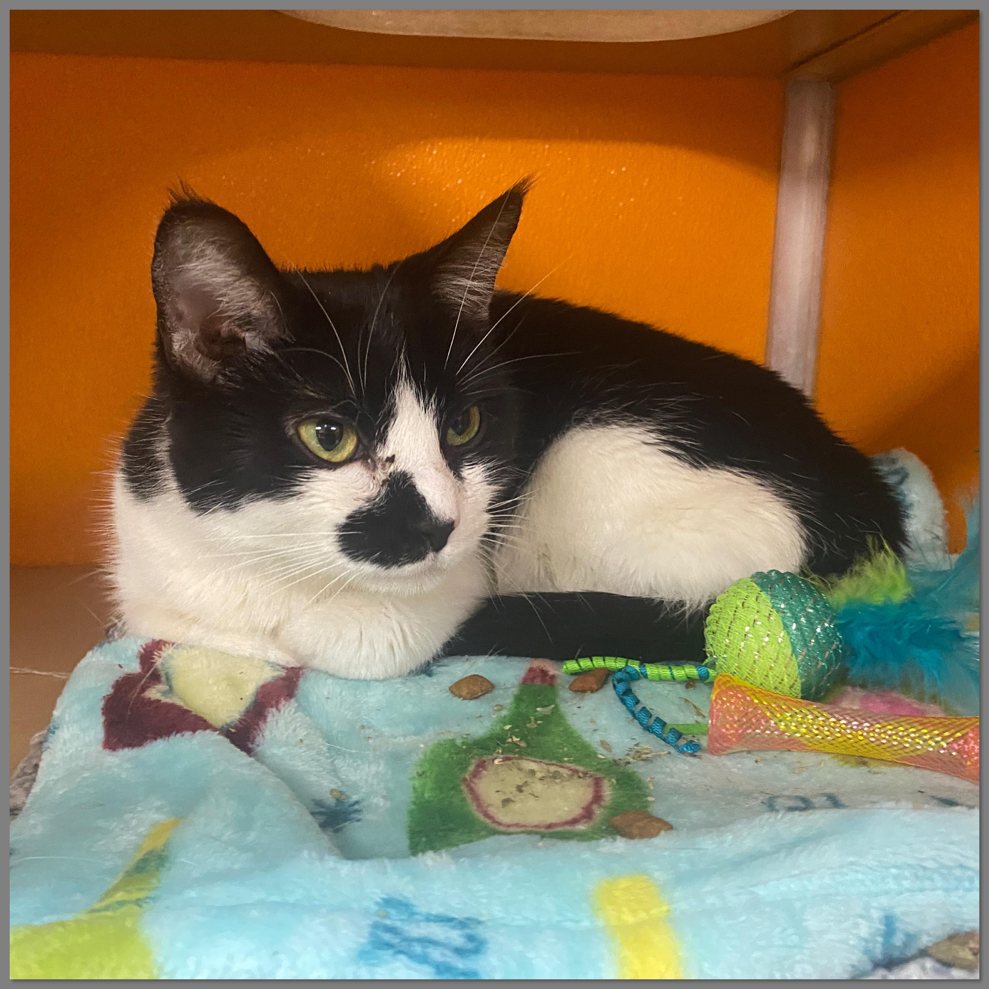 Enlarge Norma, an adoptable Domestic Short Hair in Elyria, OH image 4/4