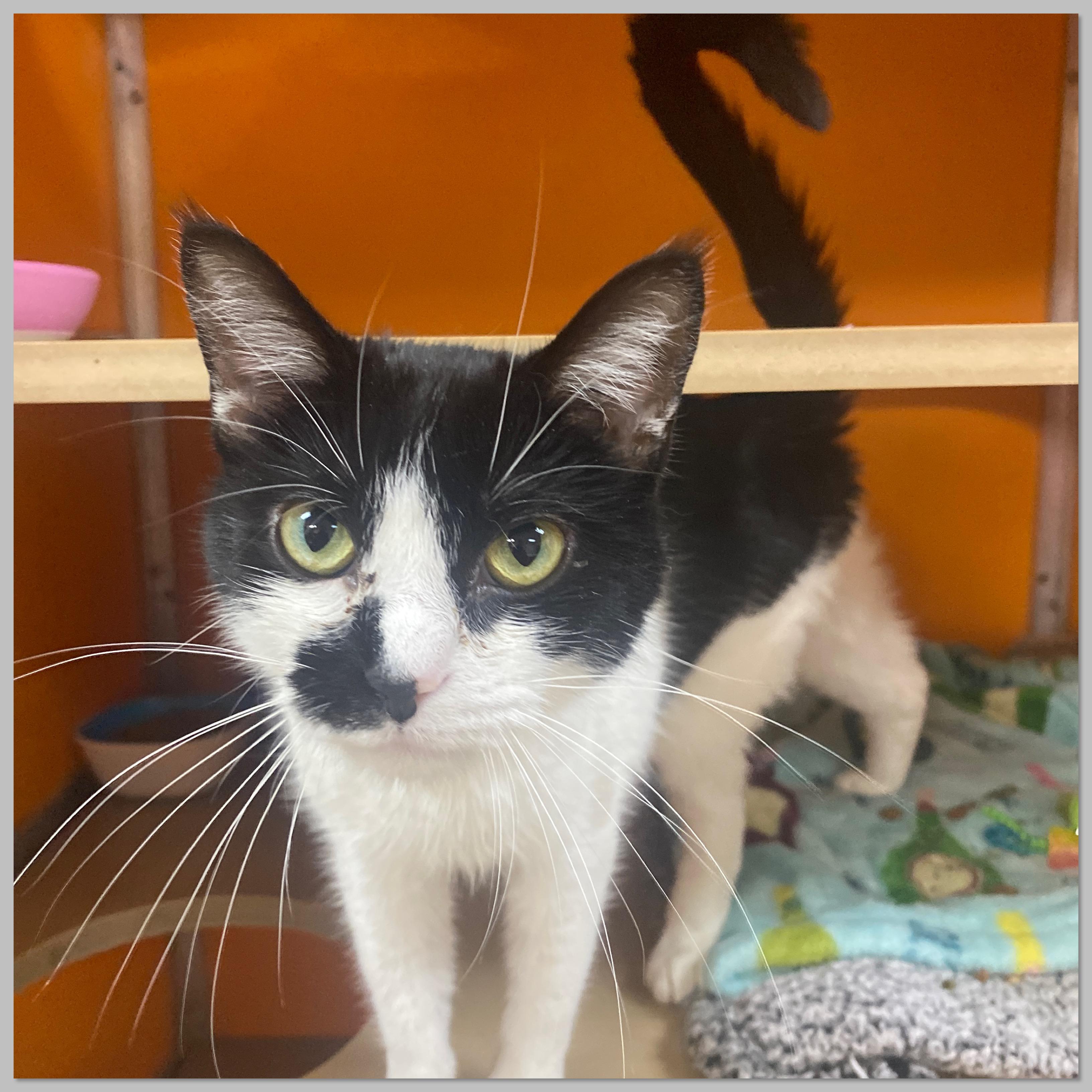 Enlarge Norma, an adoptable Domestic Short Hair in Elyria, OH image 1/4