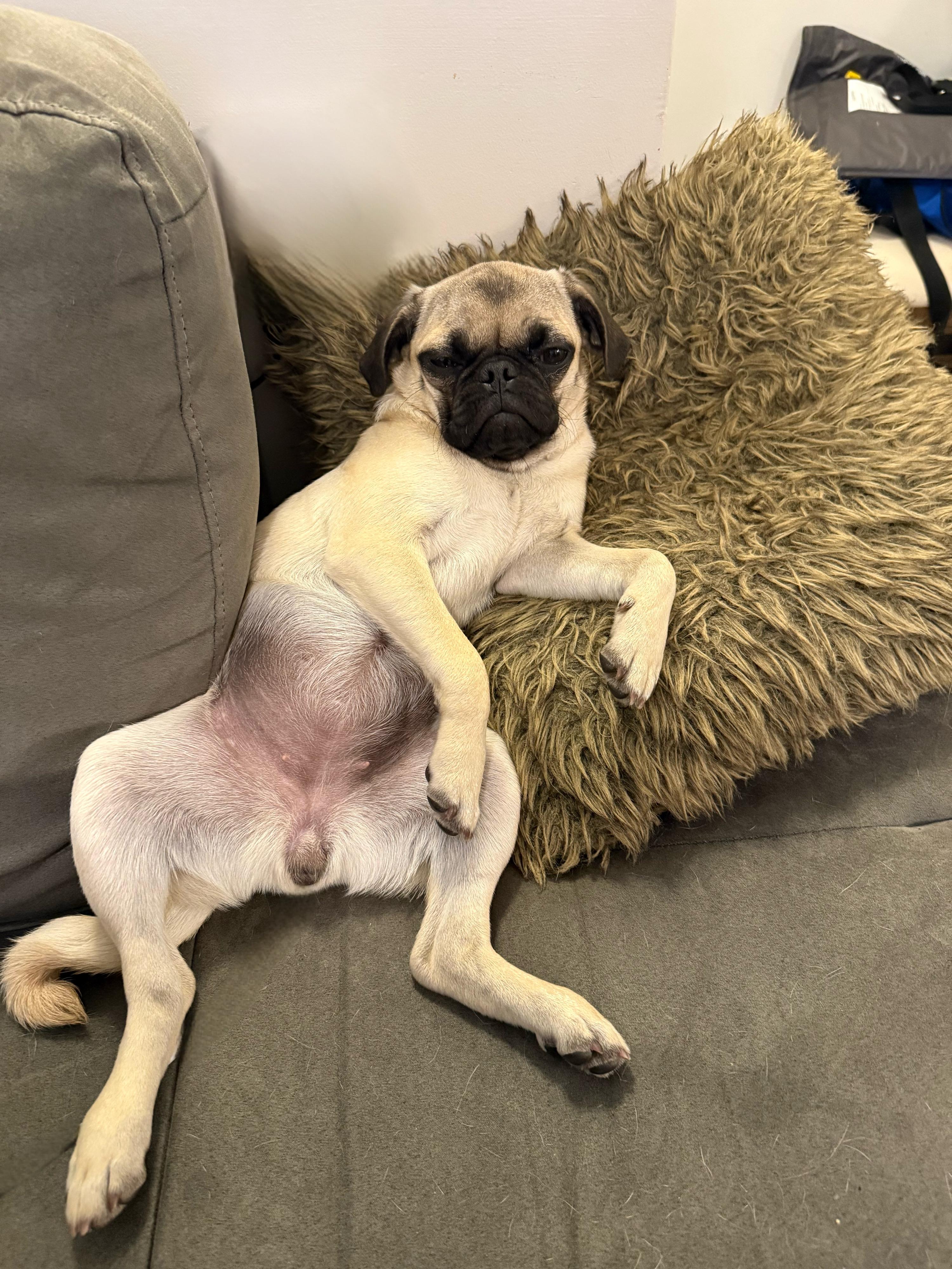 O L I V E, adopted, Puppy Female Pug.
