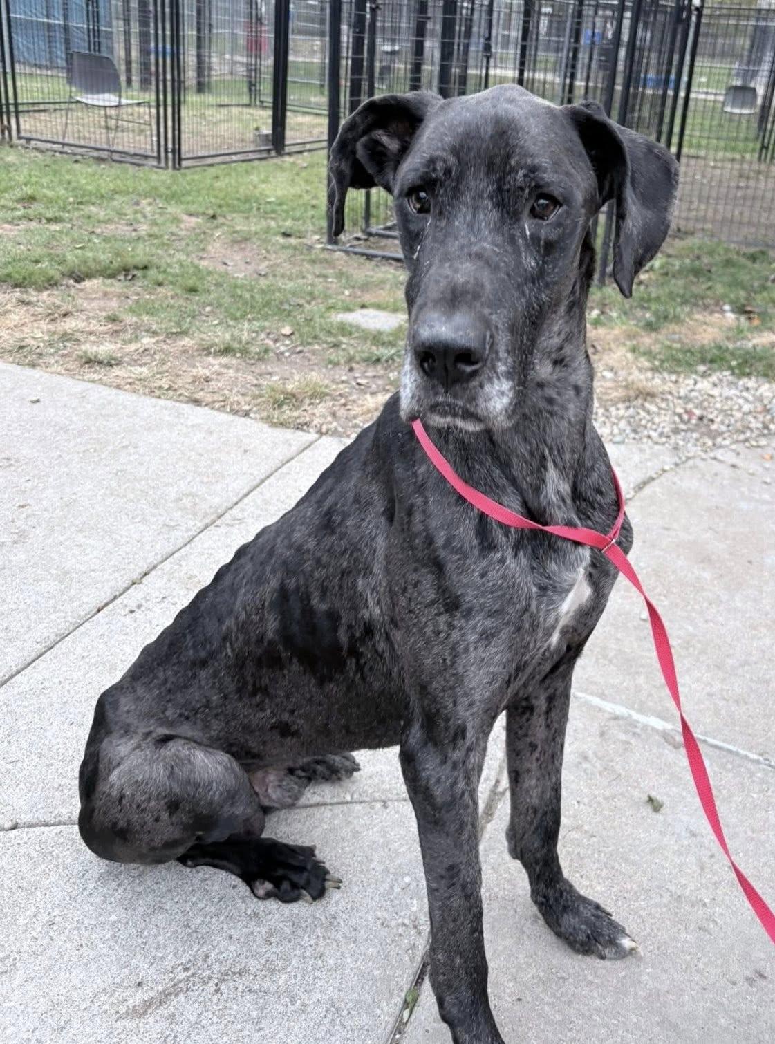 Short Rib, Adoptable, Adult Male Great Dane.