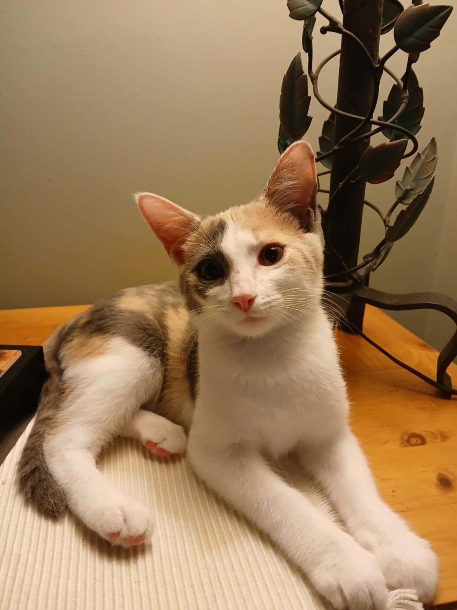 Enlarge Minnie, a Adoptable Domestic Short Hair in Novi, MI image 4/6