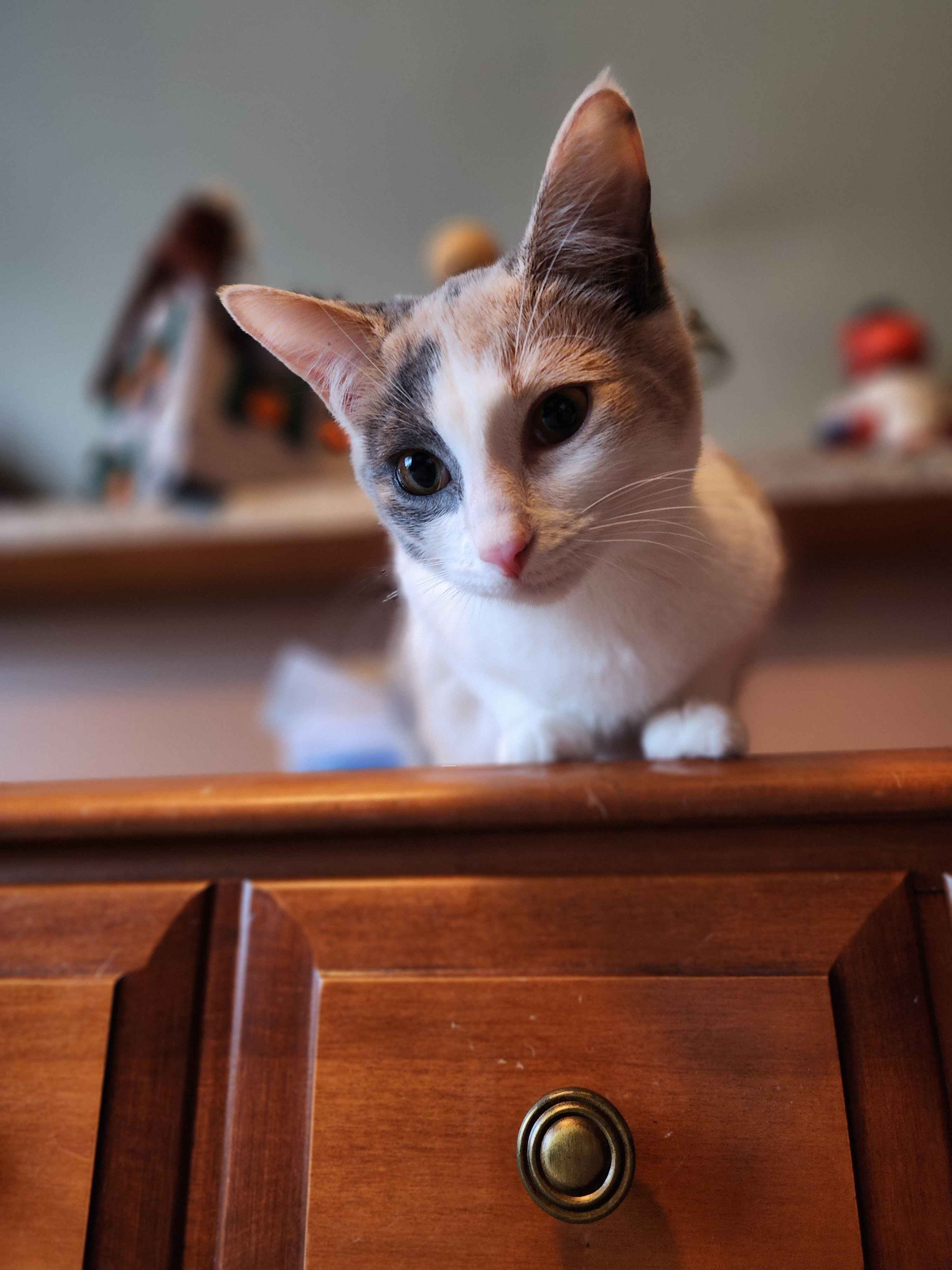 Minnie, Adoptable, Kitten Female Domestic Short Hair.