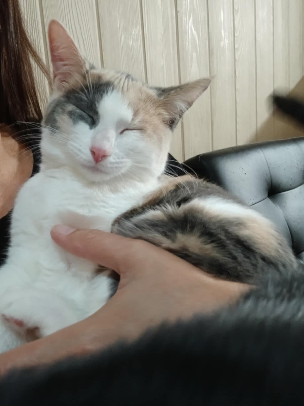 Enlarge Minnie, a Adoptable Domestic Short Hair in Novi, MI image 5/6