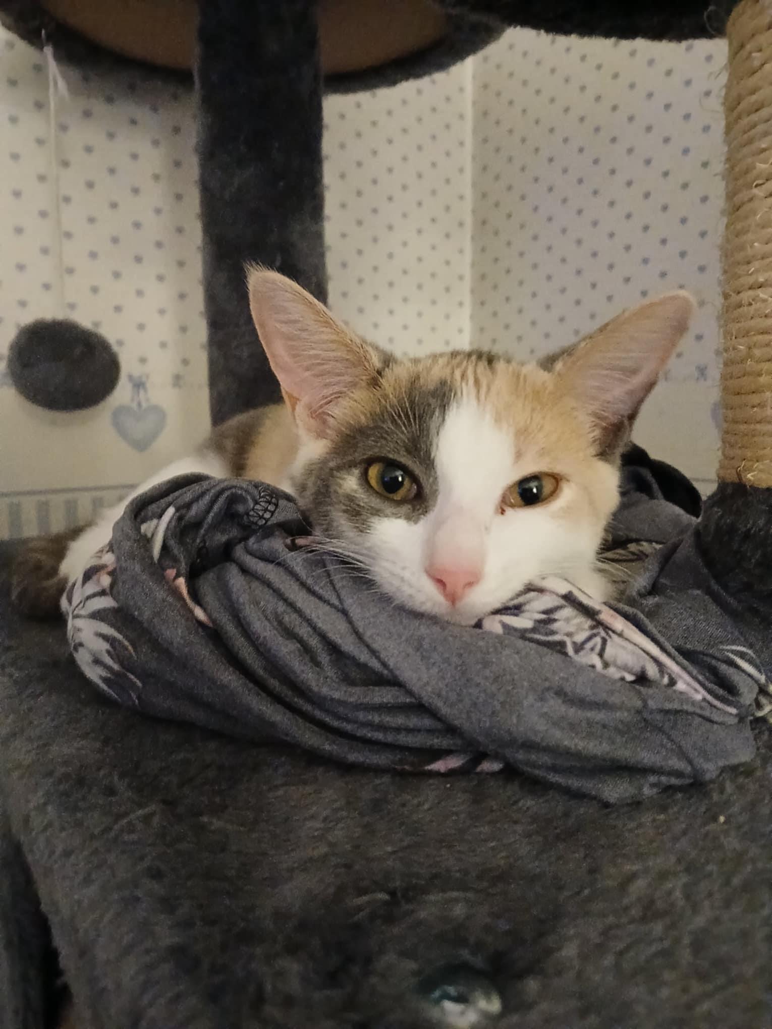 Enlarge Minnie, a Adoptable Domestic Short Hair in Novi, MI image 6/6