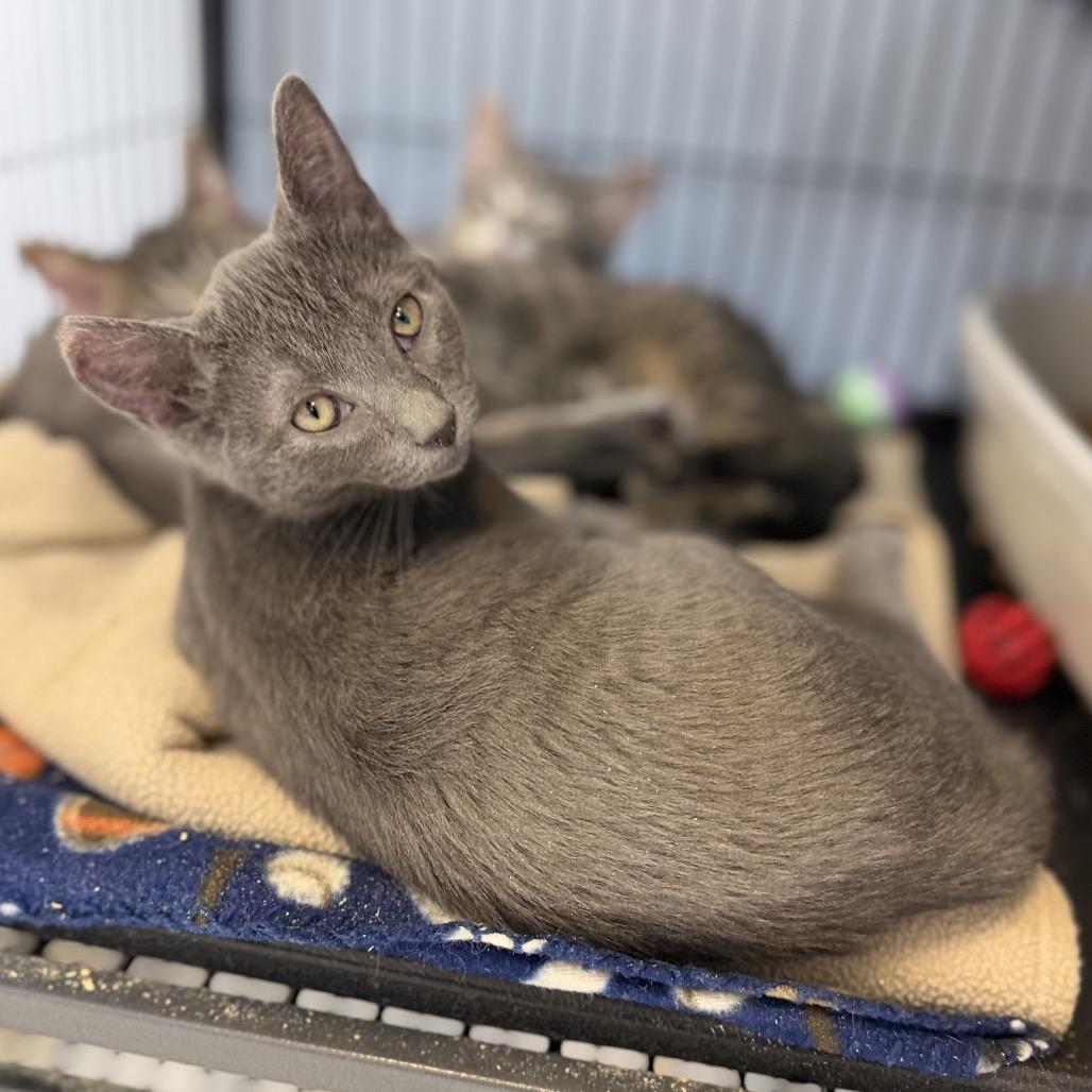 Enlarge Winterberry, a Adoptable Domestic Short Hair in Portage, MI image 1/1