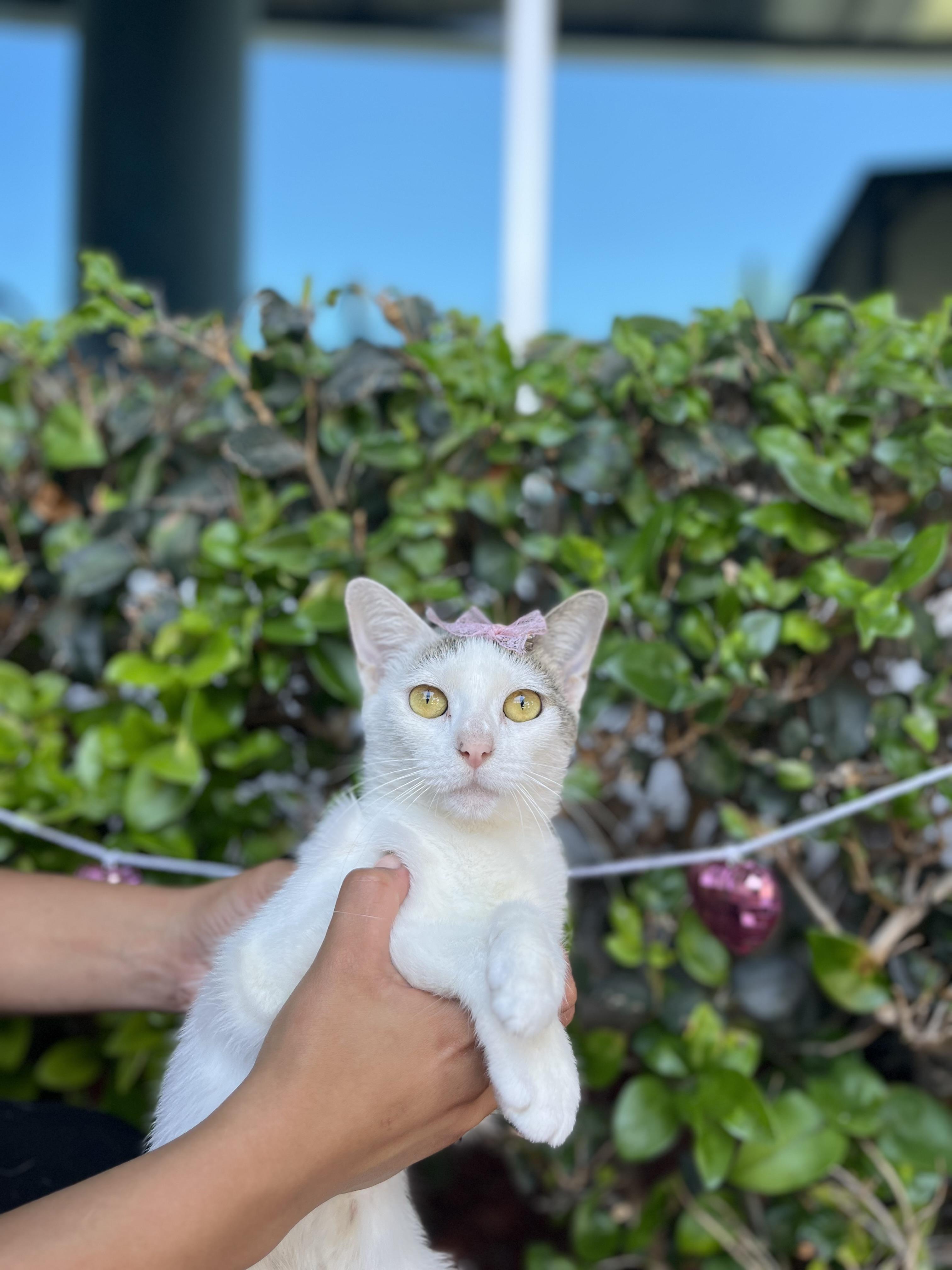 Gracie, Adoptable, Young Female Domestic Short Hair.