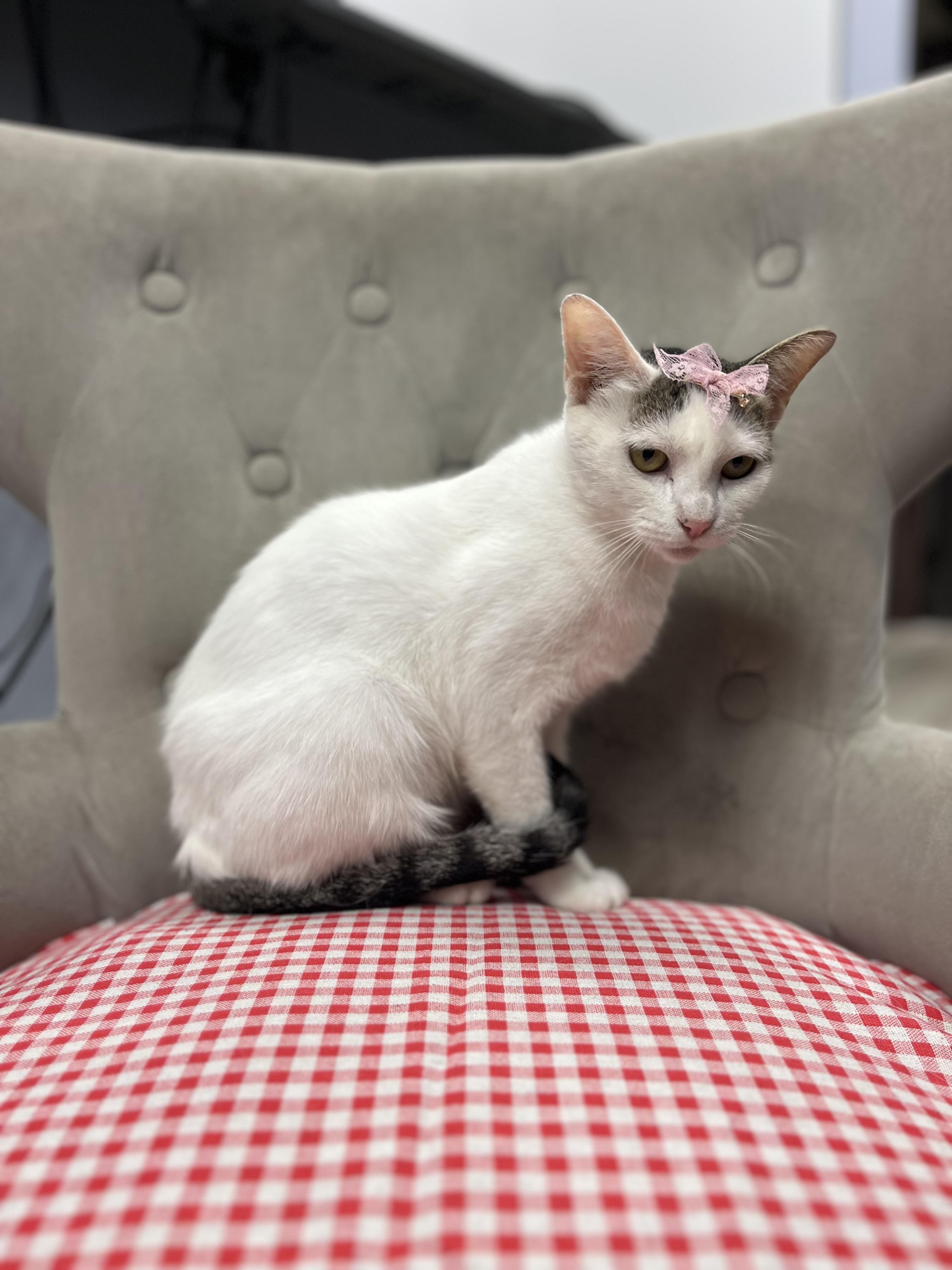 Enlarge Gracie, a Adoptable Domestic Short Hair in South El Monte, CA image 3/3