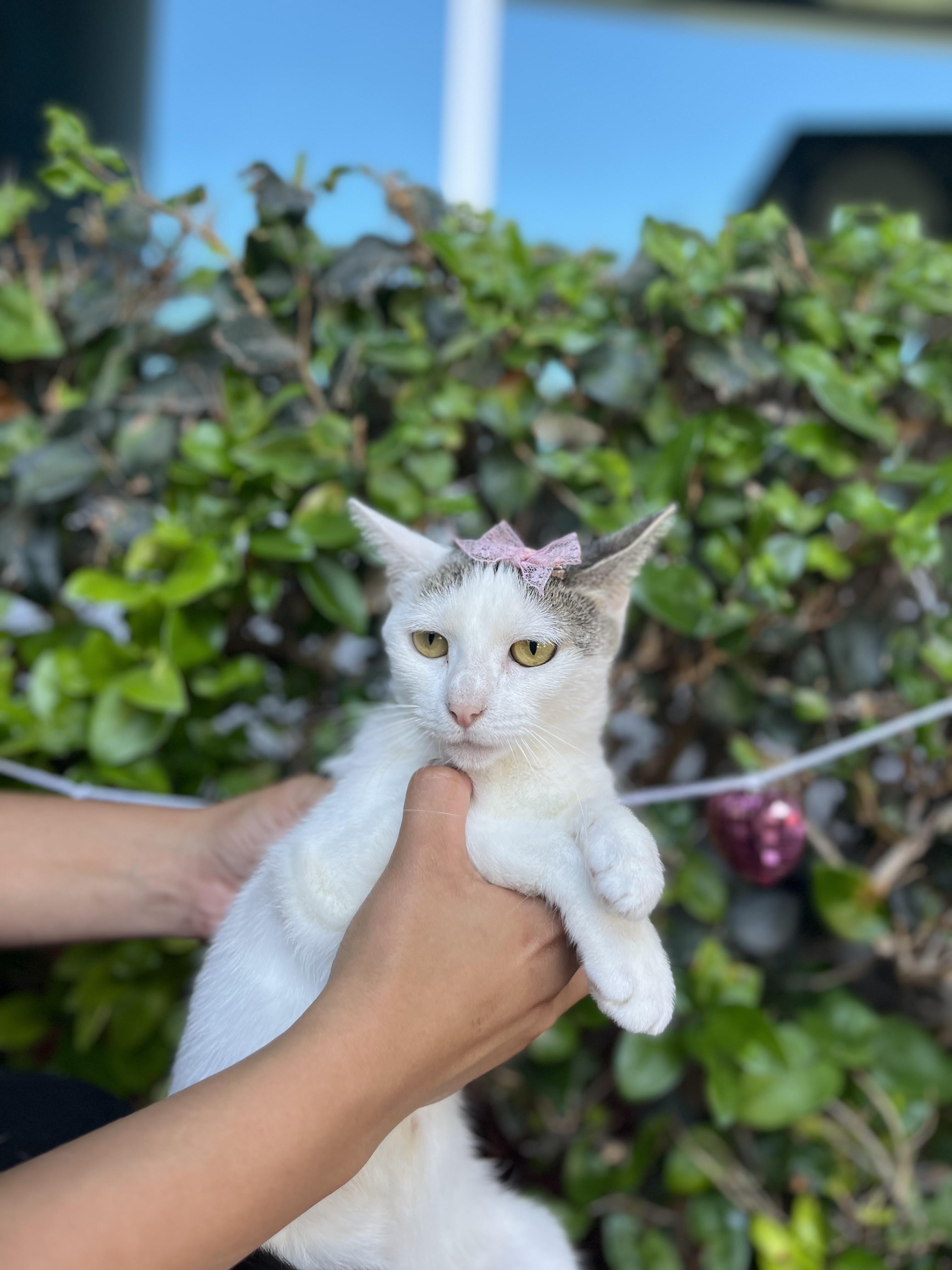 Enlarge Gracie, a Adoptable Domestic Short Hair in South El Monte, CA image 2/3
