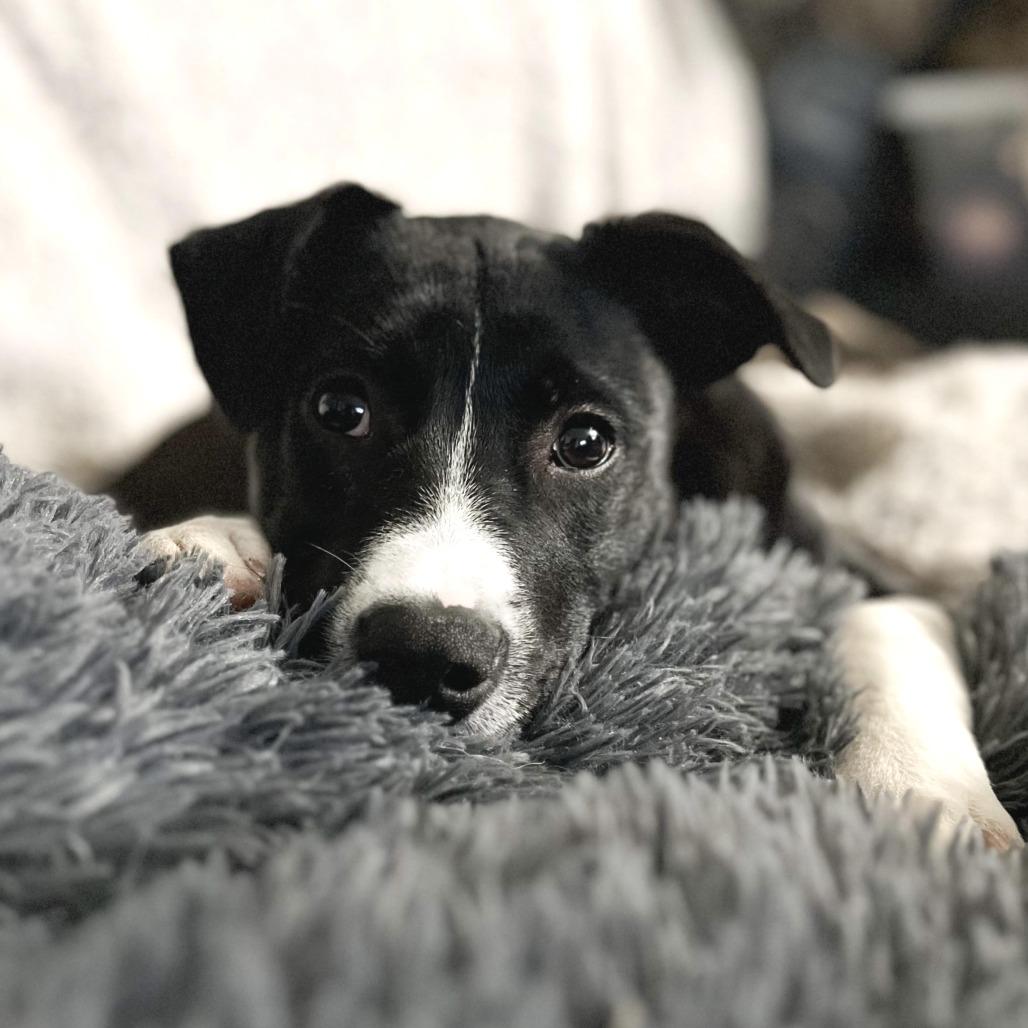 Prance D thumbnail 3