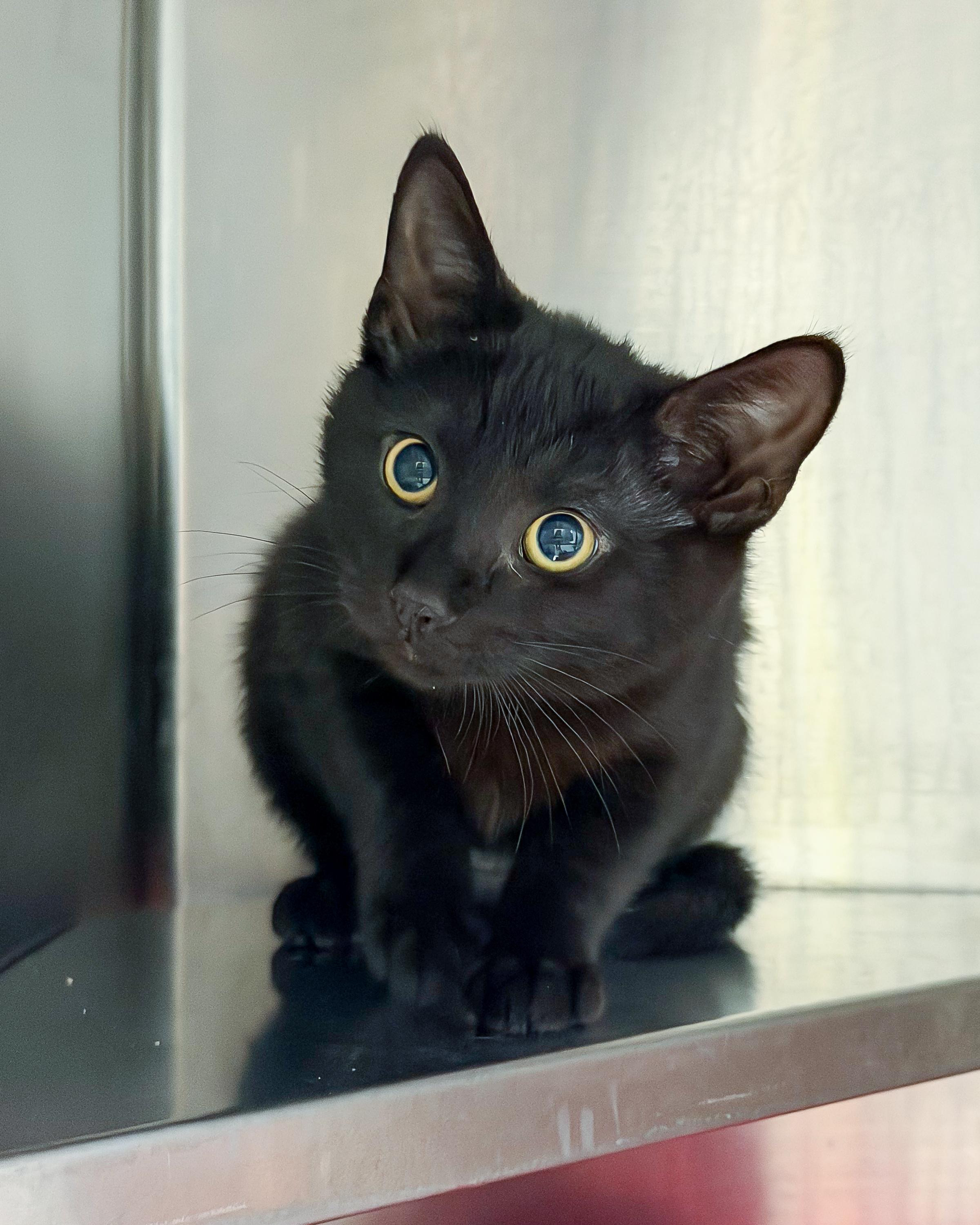 Sugar, ADOPTABLE, Kitten Female American Shorthair.