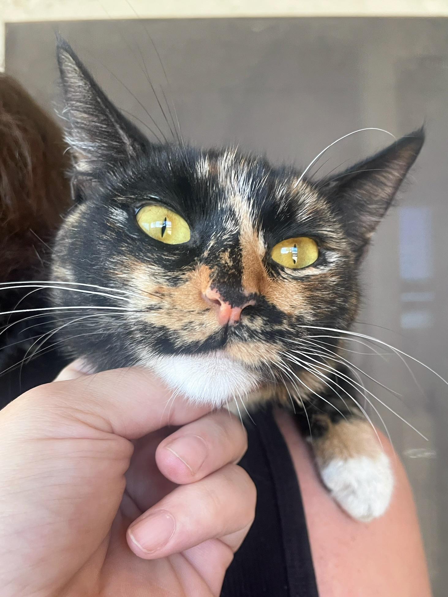 Clara, Young Female Tortoiseshell