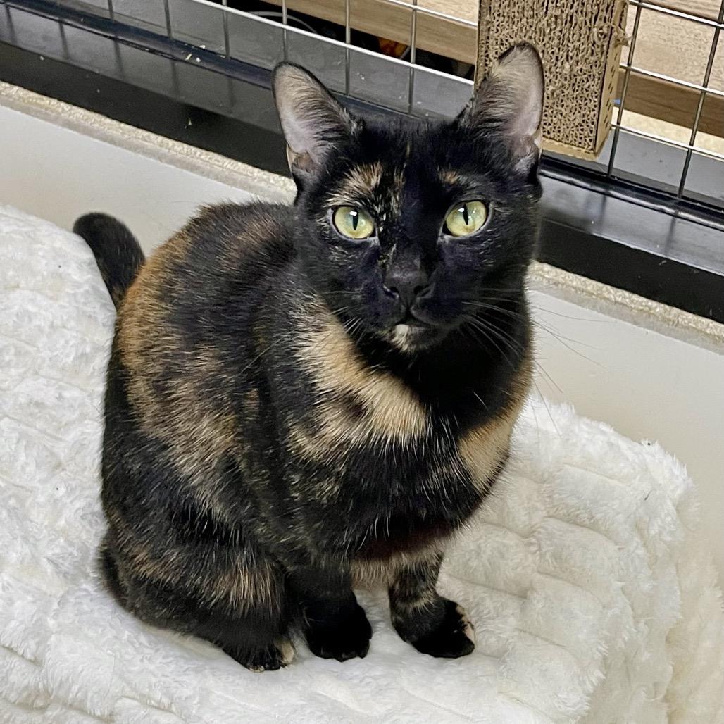 Enlarge Gilberta, a Adoptable Domestic Short Hair in Deerfield, IL image 1/3