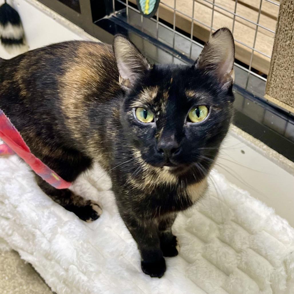 Enlarge Gilberta, a Adoptable Domestic Short Hair in Deerfield, IL image 2/3