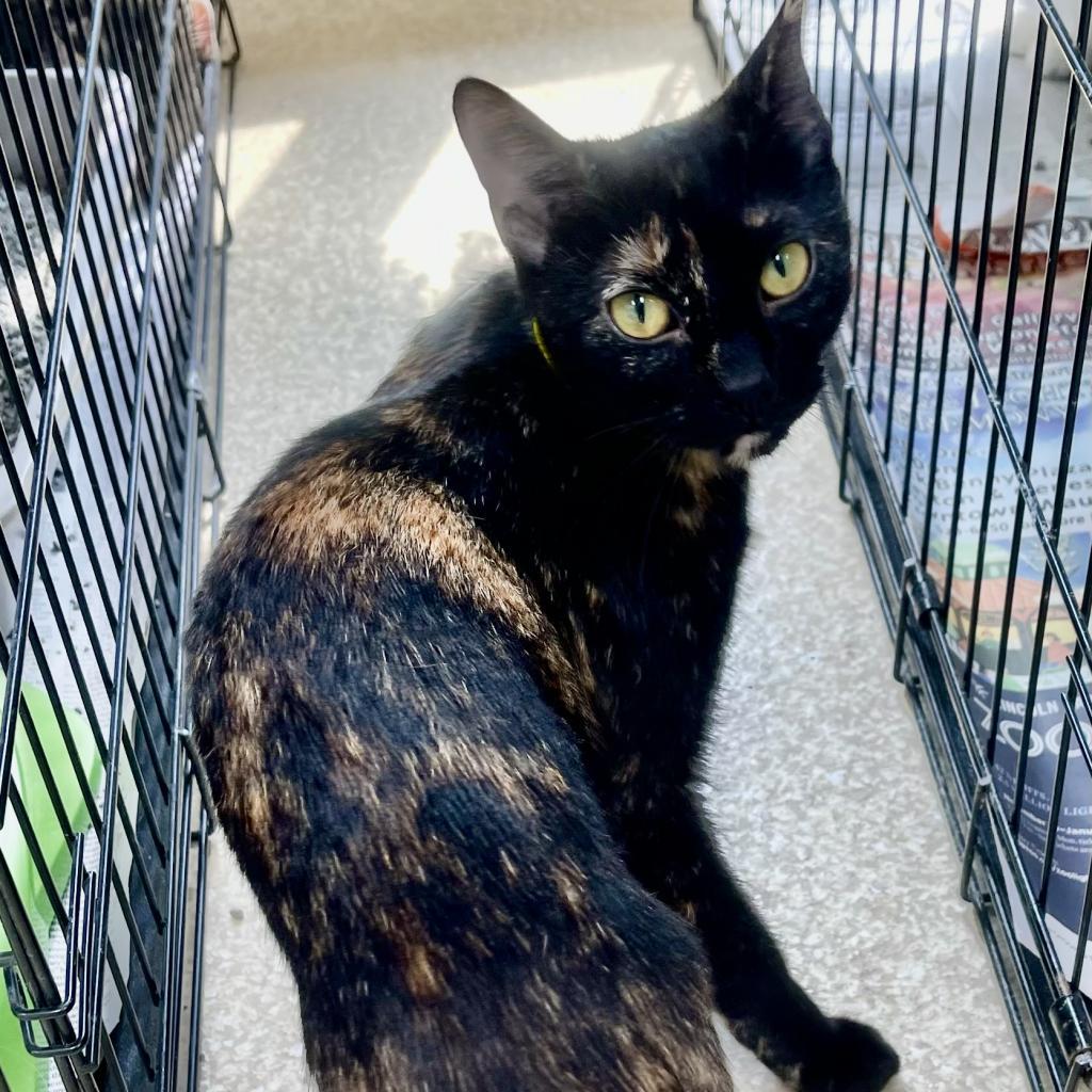 Enlarge Gilberta, a Adoptable Domestic Short Hair in Deerfield, IL image 3/3