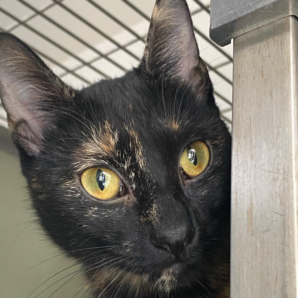 Enlarge Gilberta, a Adoptable Domestic Short Hair in Deerfield, IL image 3/3