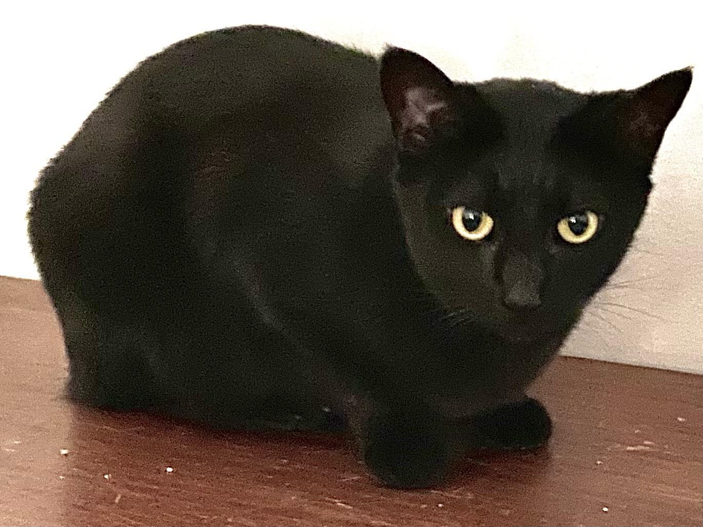 Ramona, a Adoptable Domestic Short Hair in Chattanooga, TN image 1/2