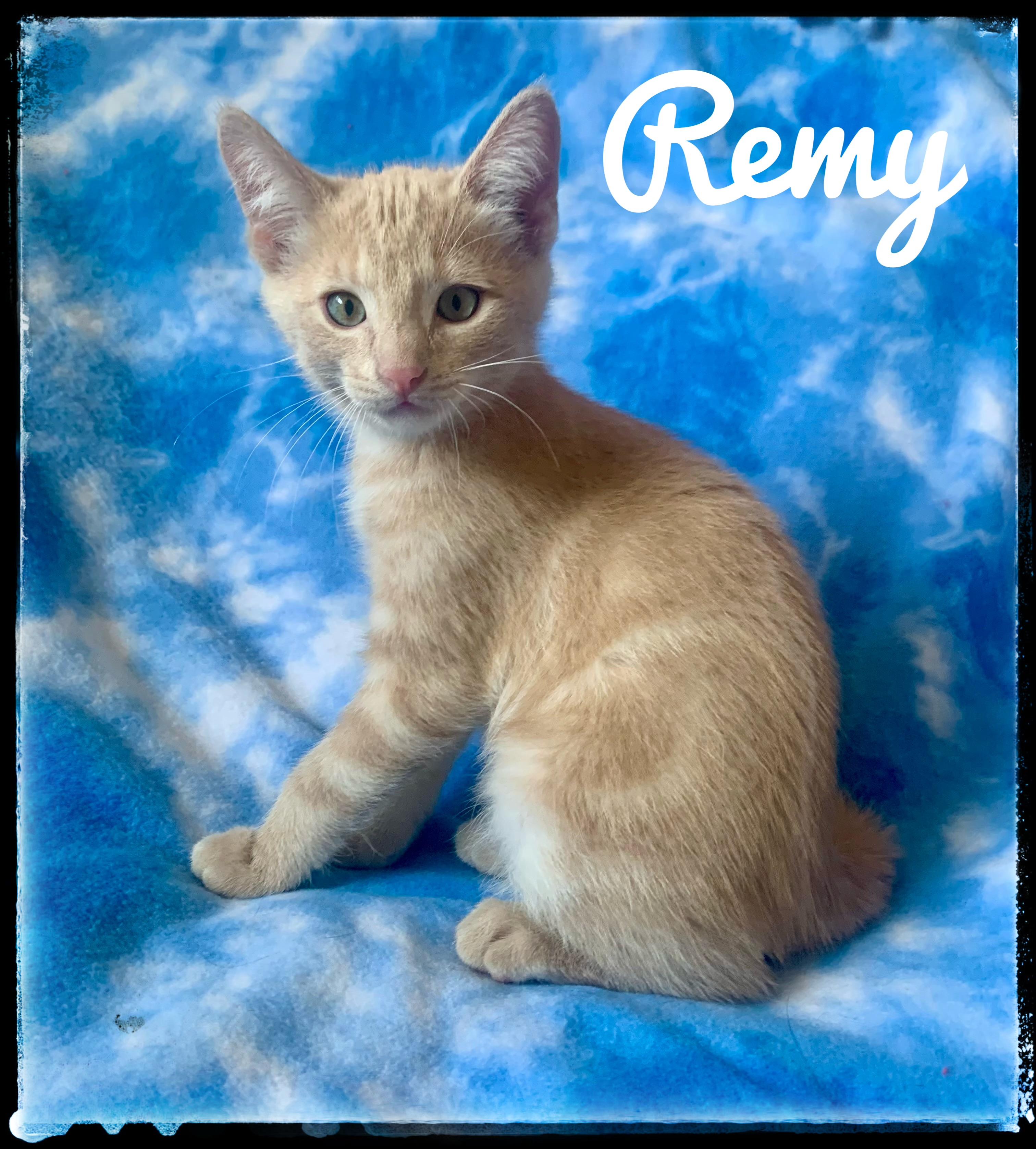 Enlarge Remy, a Adoptable Domestic Short Hair in El Cajon, CA image 1/1