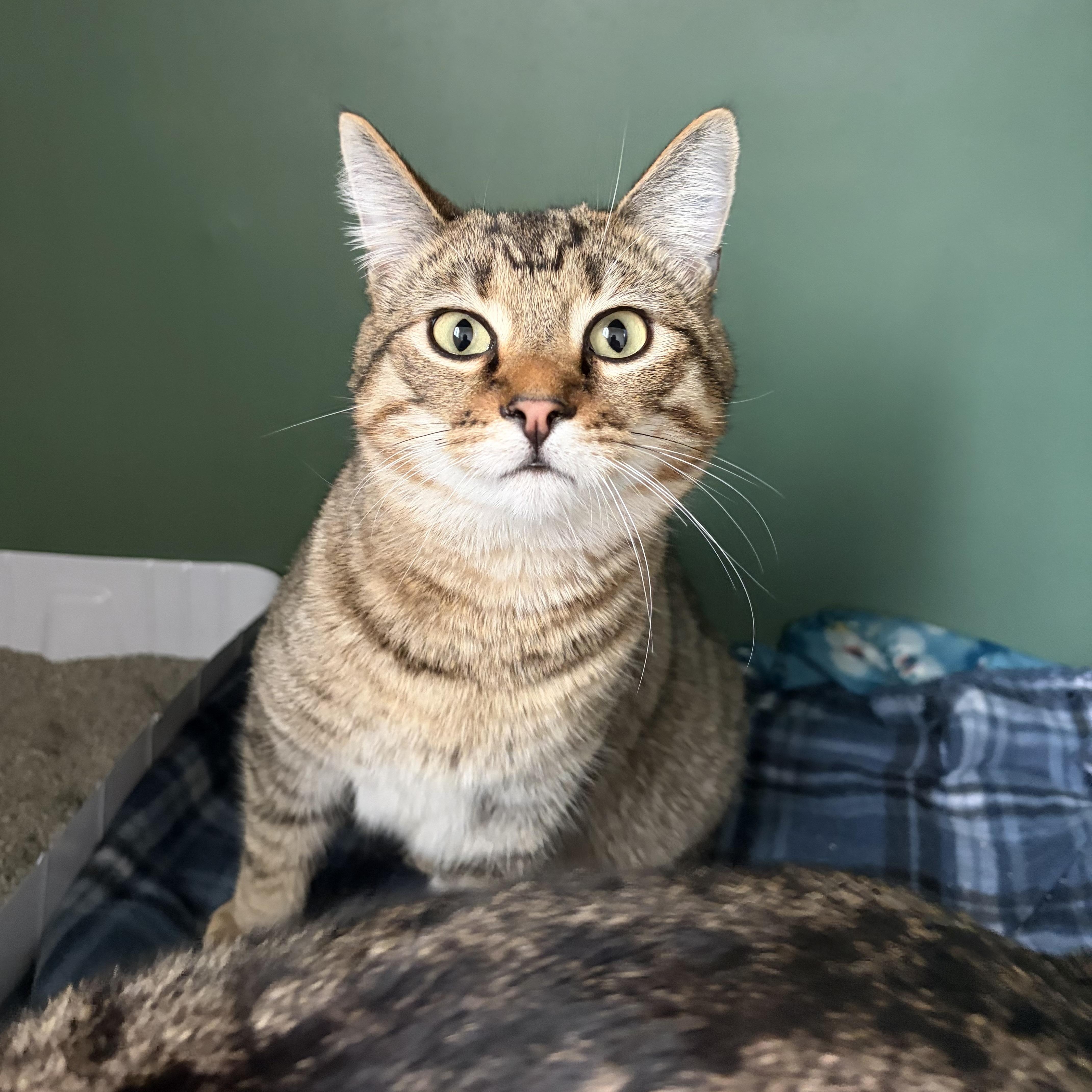 Santiago (bonded with Sebastian), adoptable, Young Male Domestic Short Hair & Tabby.