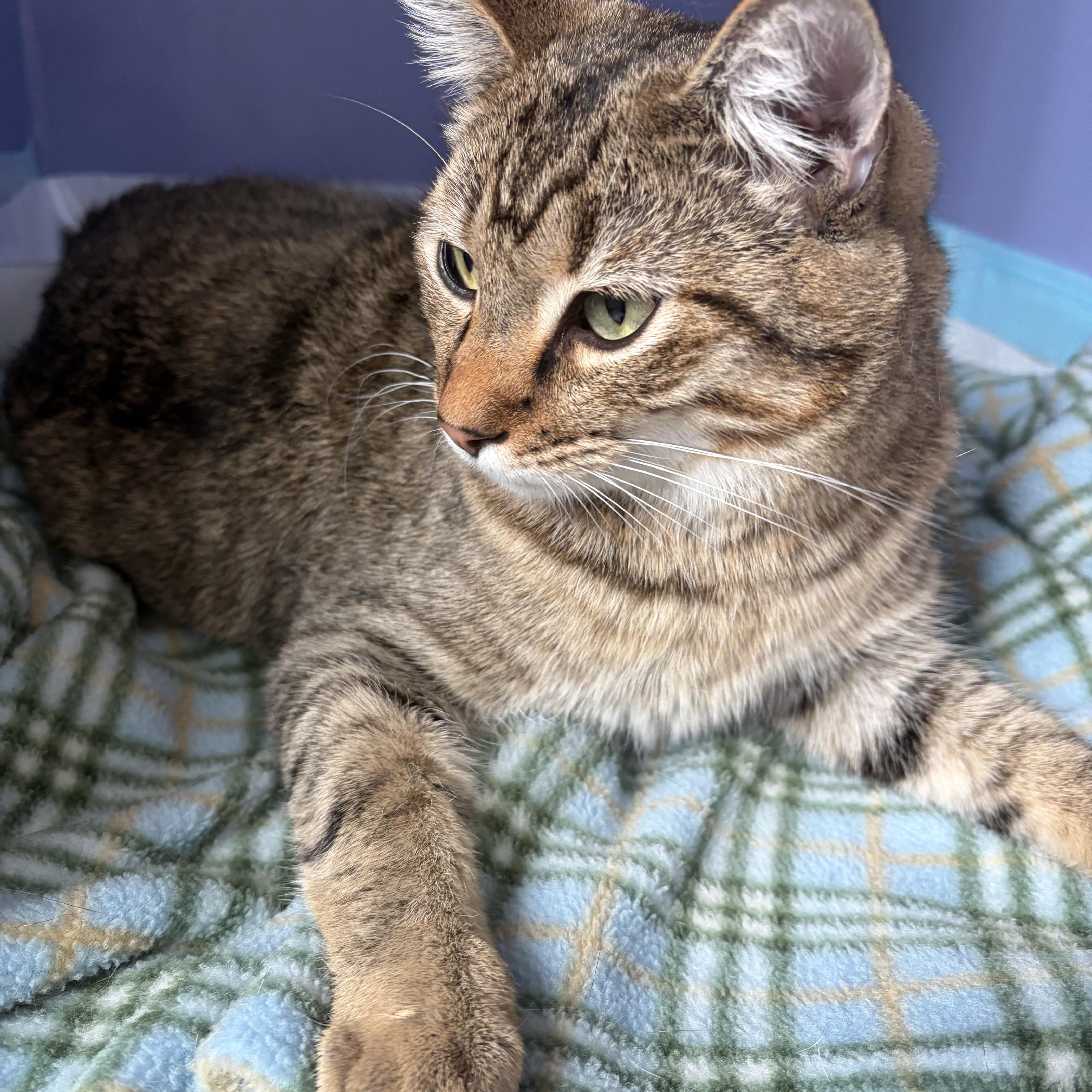 Santiago (bonded with Sebastian), an adoptable mixed breed in Sacramento, CA image 3/6