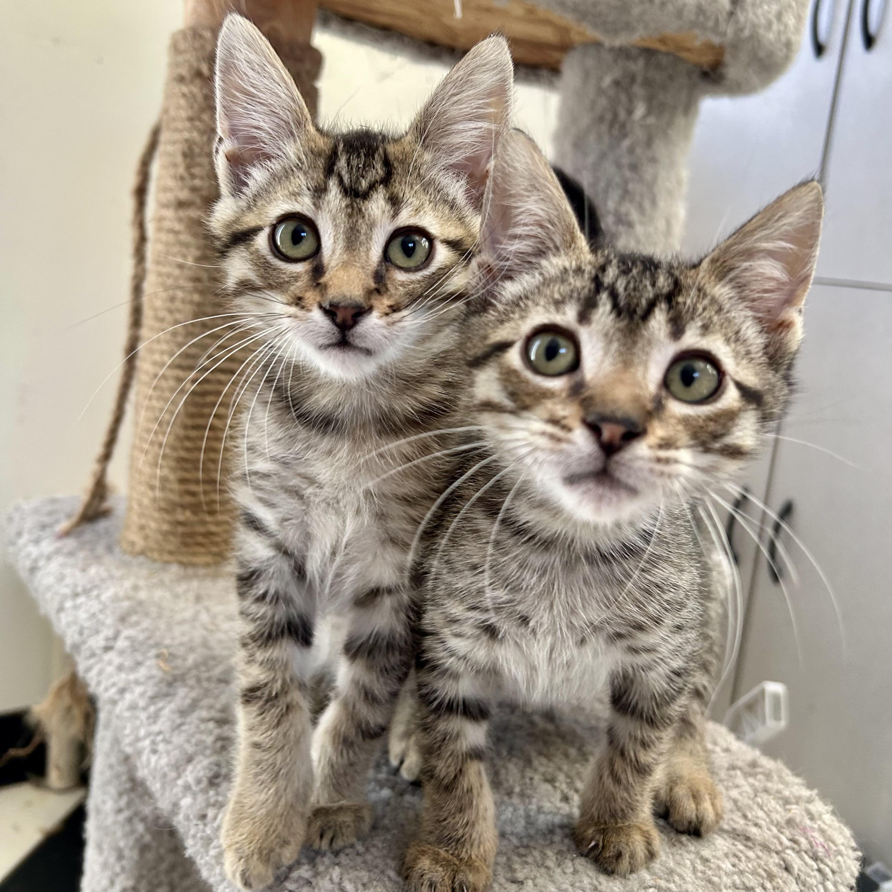 Santiago & Sebastian (bonded pair)