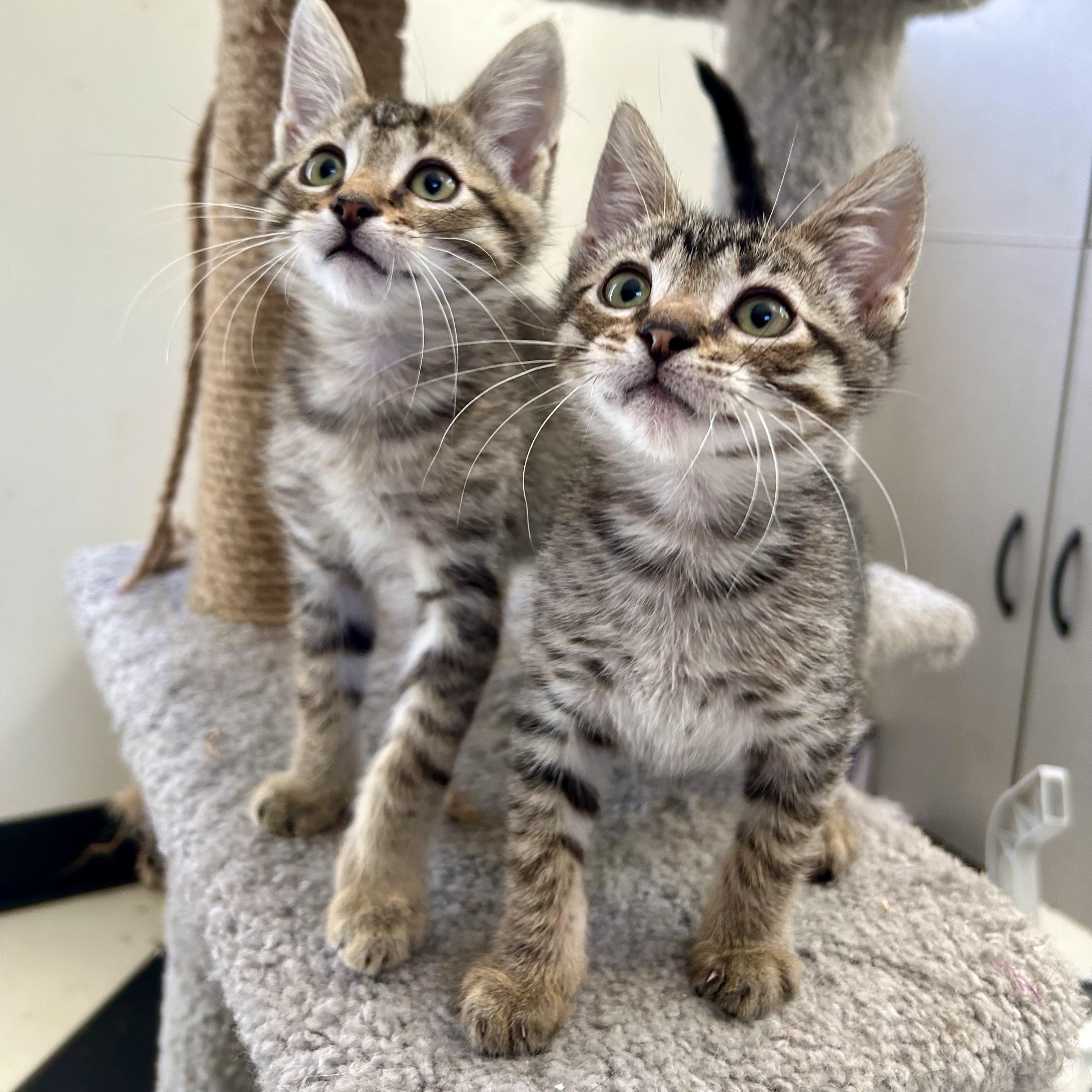 Enlarge Santiago & Sebastian (bonded pair), a Adoptable mixed breed in Sacramento, CA image 4/4