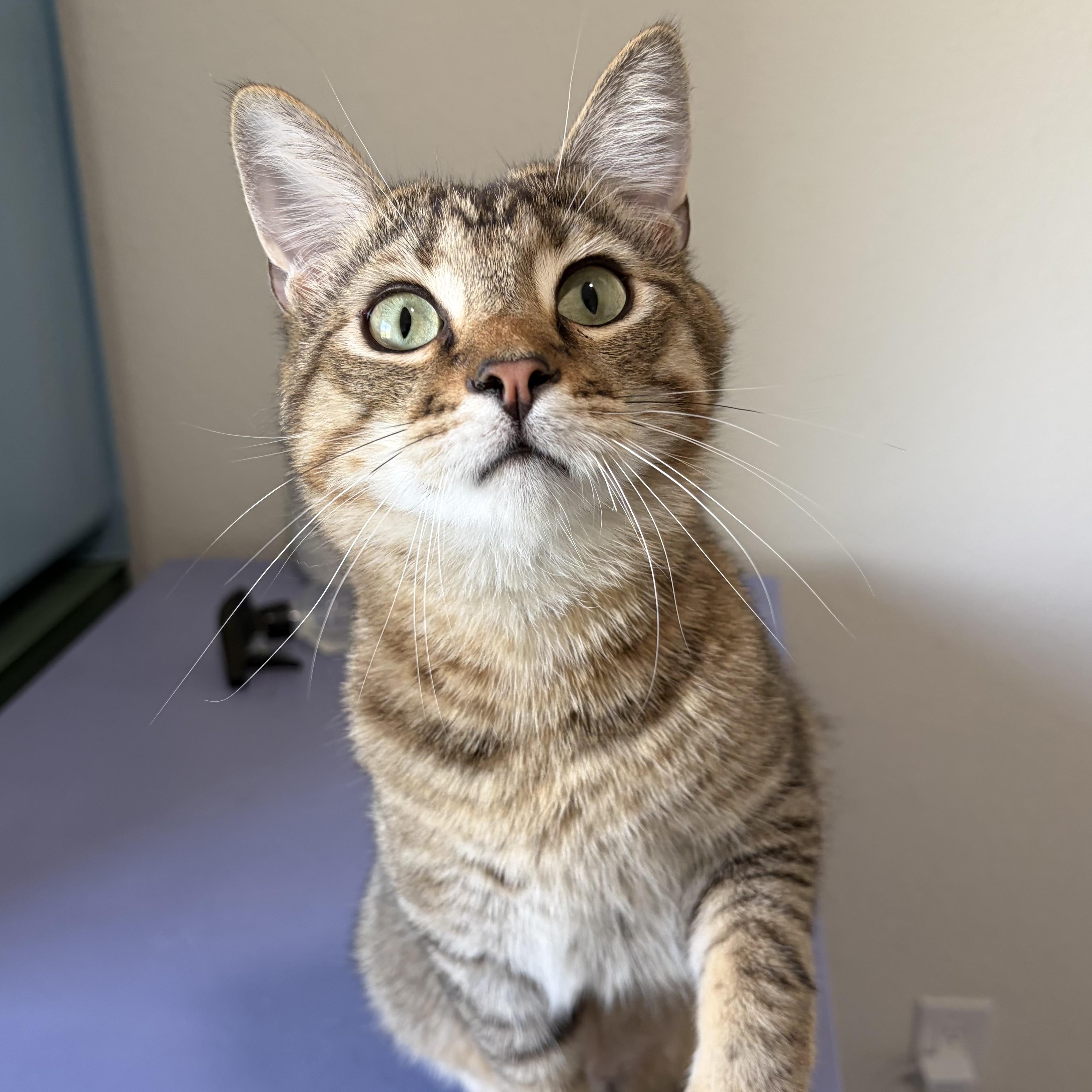 Enlarge Santiago (bonded with Sebastian), an adoptable mixed breed in Sacramento, CA image 2/5