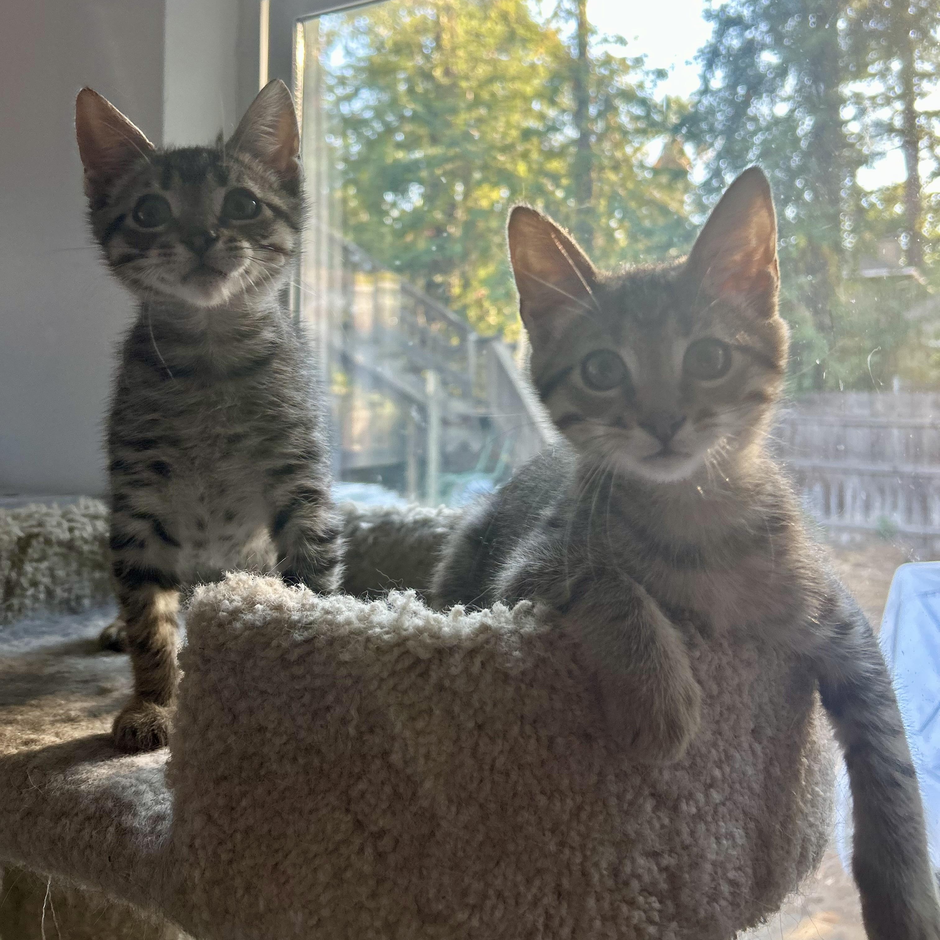 Santiago & Sebastian (bonded pair)