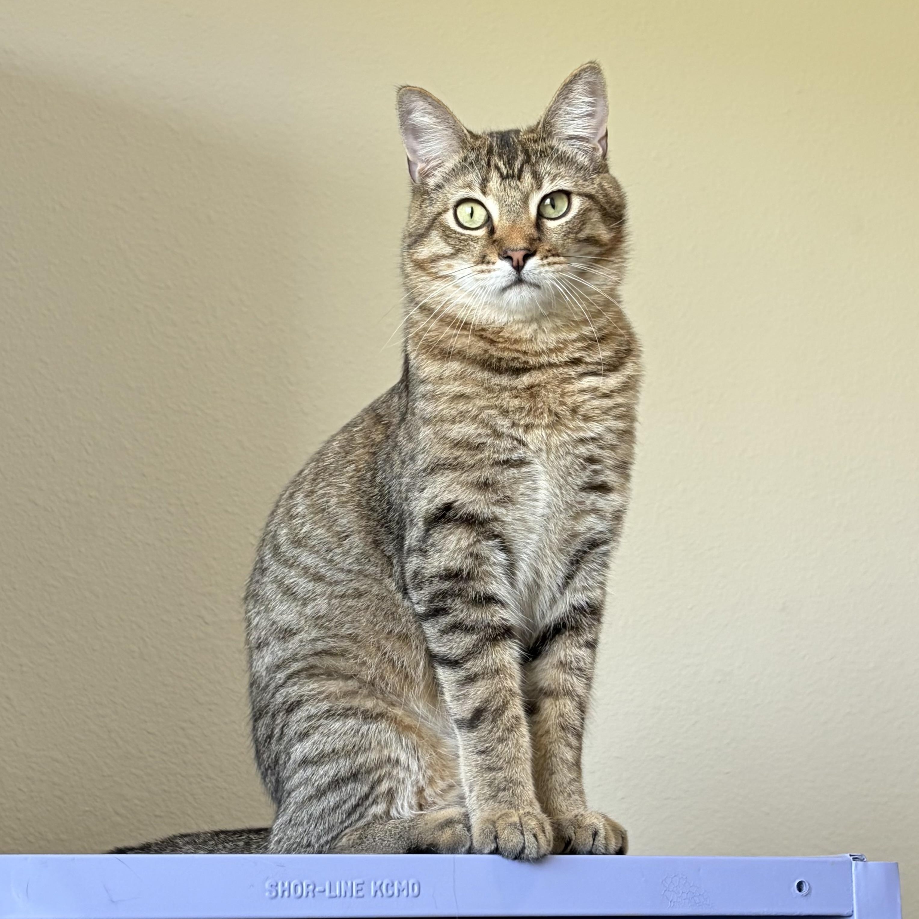 Santiago (bonded with Sebastian), adoptable, Young Male Domestic Short Hair & Tabby.