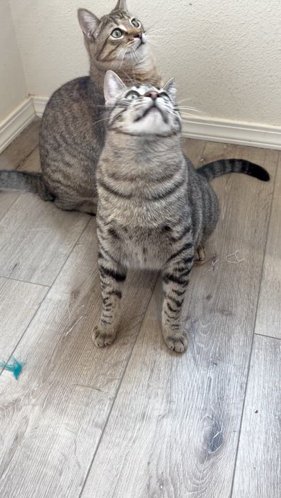 Enlarge Santiago (bonded with Sebastian), an adoptable mixed breed in Sacramento, CA video 5/5