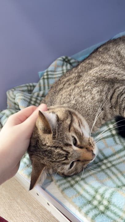 Enlarge Santiago (bonded with Sebastian), an adoptable mixed breed in Sacramento, CA video 6/6