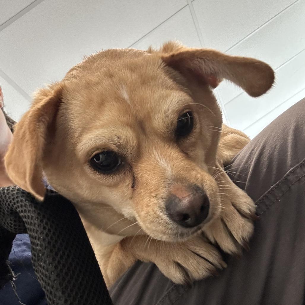 Enlarge Frankie, a Adoptable mixed breed in Quakertown, PA image 1/6