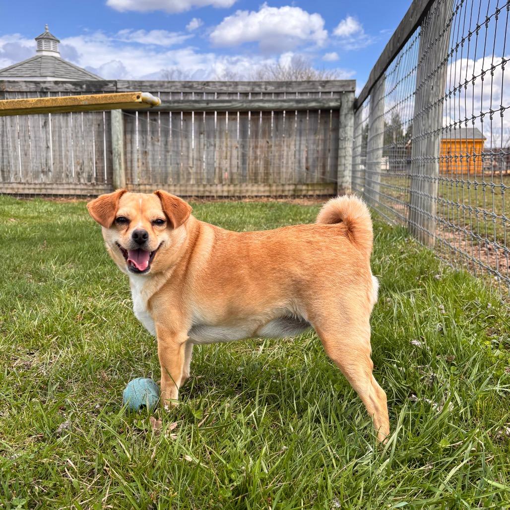 Enlarge Frankie, a Adoptable mixed breed in Quakertown, PA image 2/6