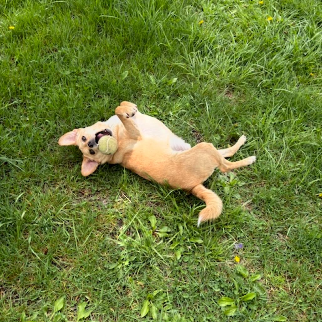 Enlarge Frankie, a Adoptable mixed breed in Quakertown, PA image 3/6