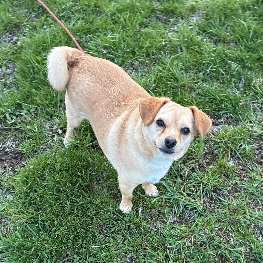 Enlarge Frankie, a Adoptable mixed breed in Quakertown, PA image 4/6