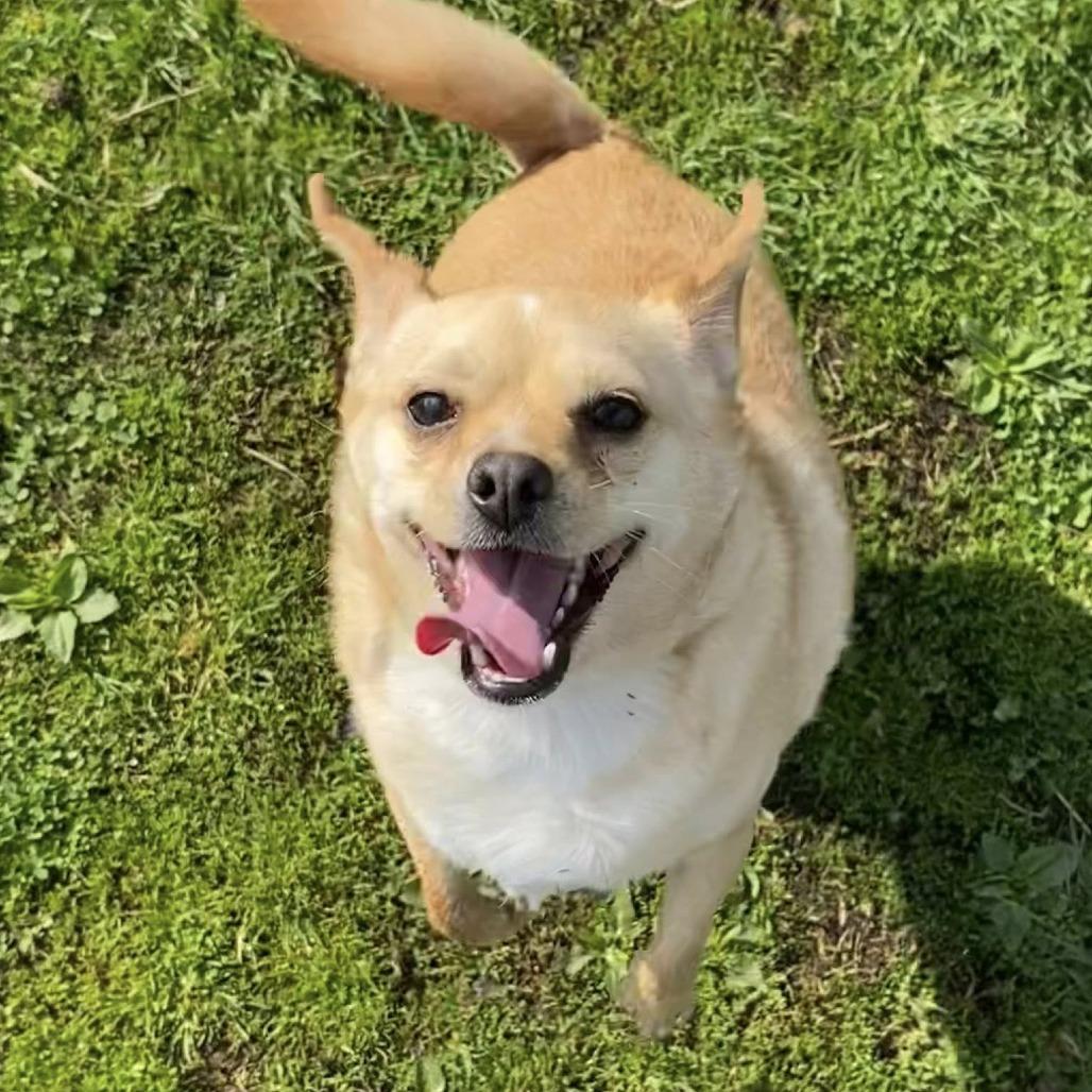 Enlarge Frankie, a Adoptable mixed breed in Quakertown, PA image 5/6