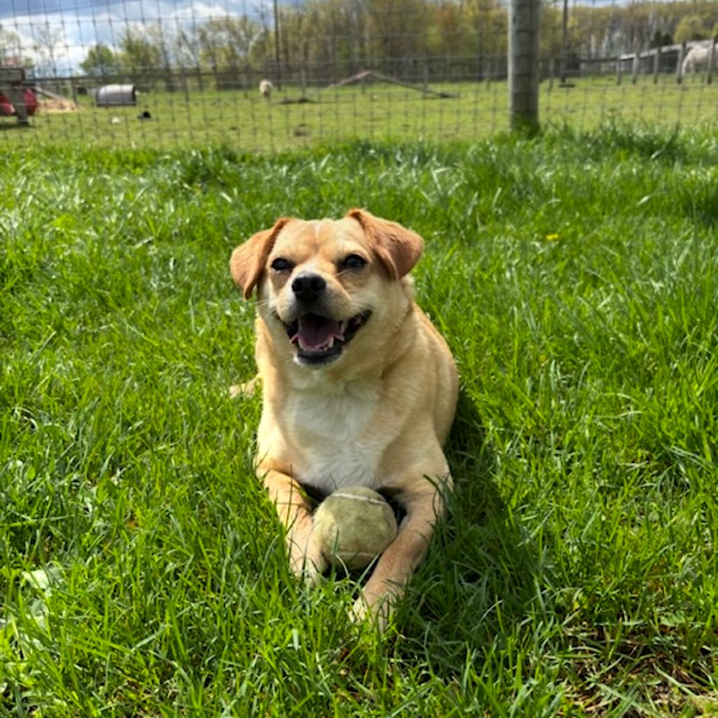 Enlarge Frankie, a Adoptable mixed breed in Quakertown, PA image 6/6